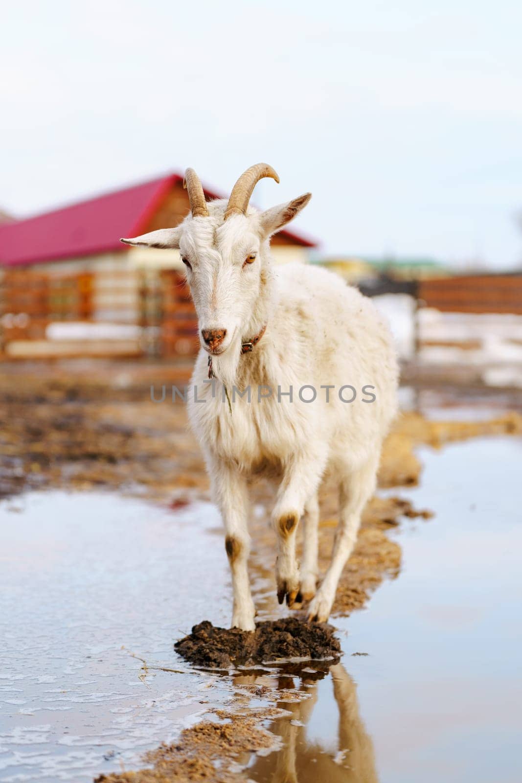 Goat on farm look peaceful and content in their enclosed environment. Selective focus. Vertical photo