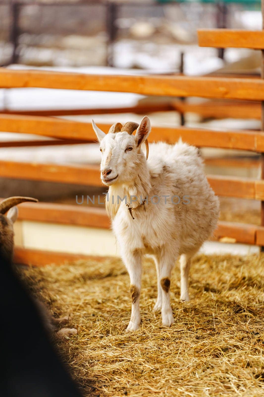 Goat stands gracefully on a tall pile of golden hay, surveying its surroundings with curiosity and poise.