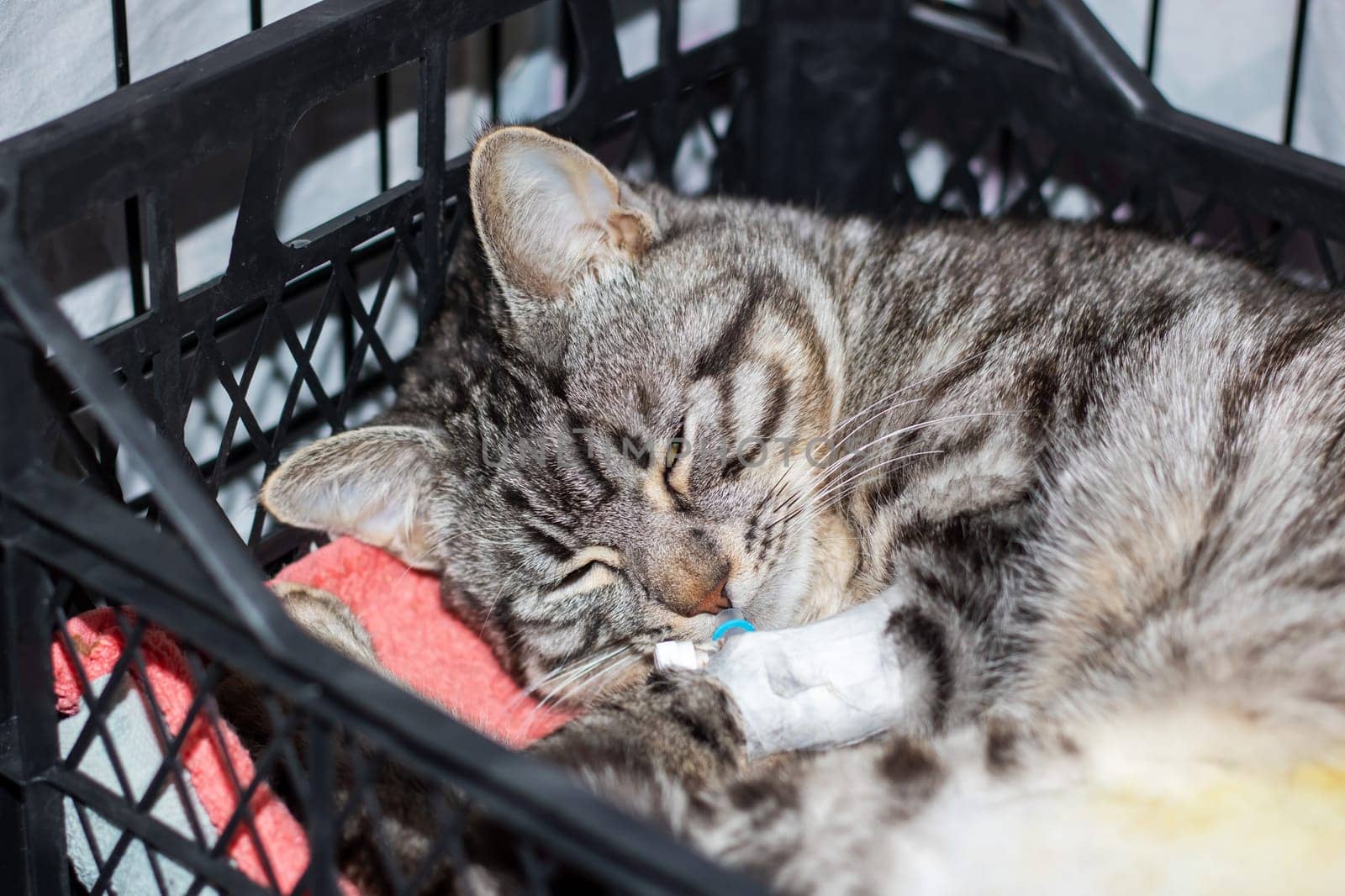 A Felidae, small to mediumsized carnivore cat with whiskers and fur is peacefully sleeping in a crate with an IV in its mouth
