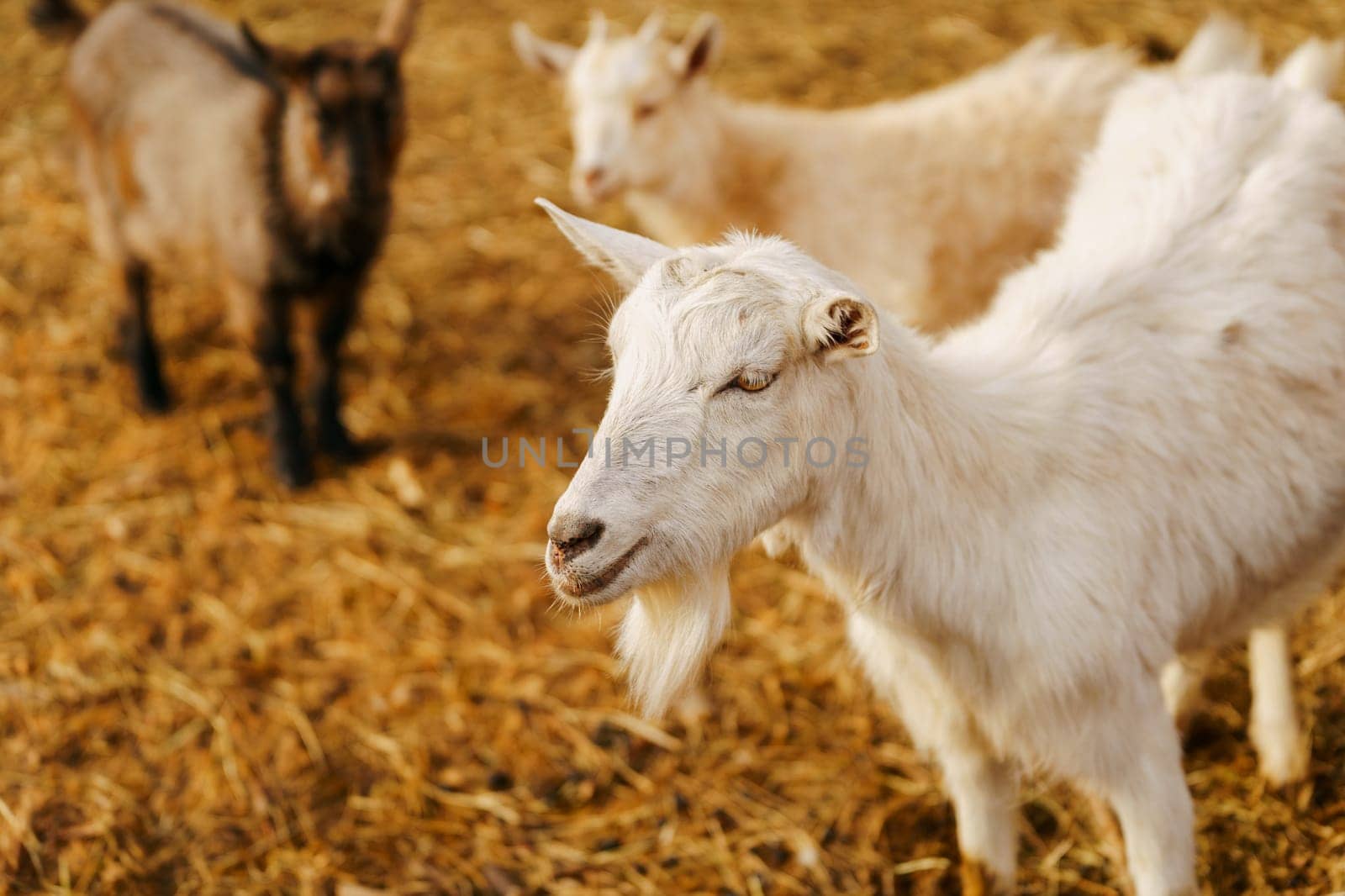 Goat stands gracefully on a tall pile of golden hay, surveying its surroundings with curiosity and poise. by darksoul72