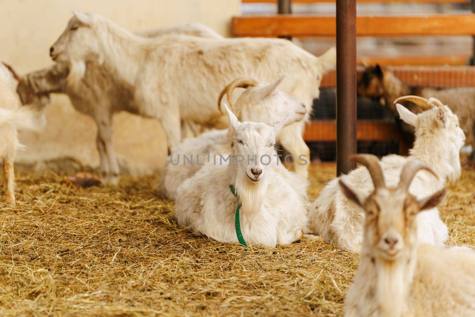 Group of serene white goats stand inside a pen, calmly grazing.