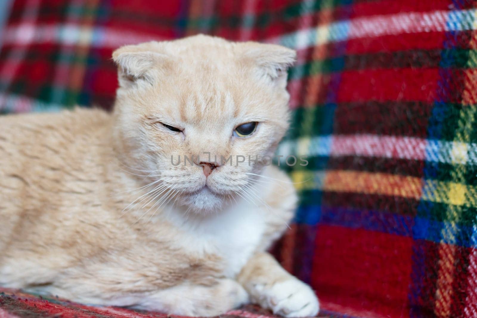 A cat, a small to mediumsized feline carnivore, is lounging on a plaid tartan blanket on a couch. Its fawn fur matches the pattern, whiskers twitching as it rests