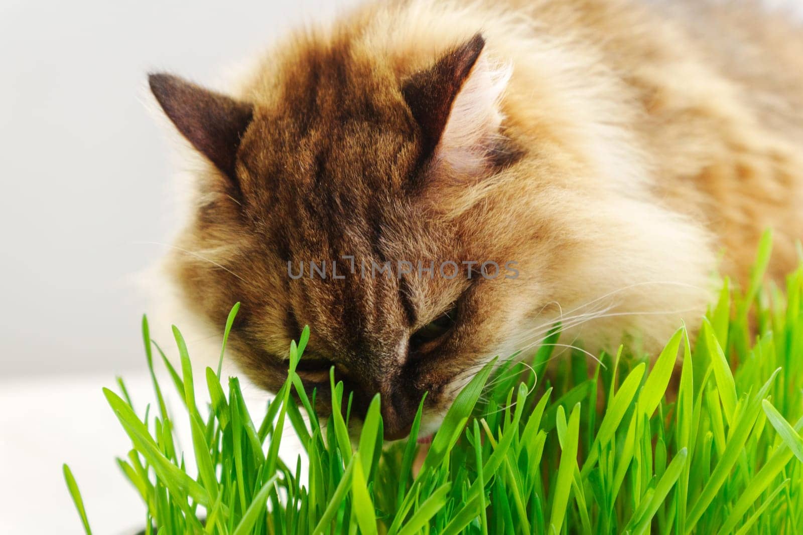 Cat is peacefully nibbling on a patch of vibrant green grass, possibly as a way to aid its digestion. by darksoul72