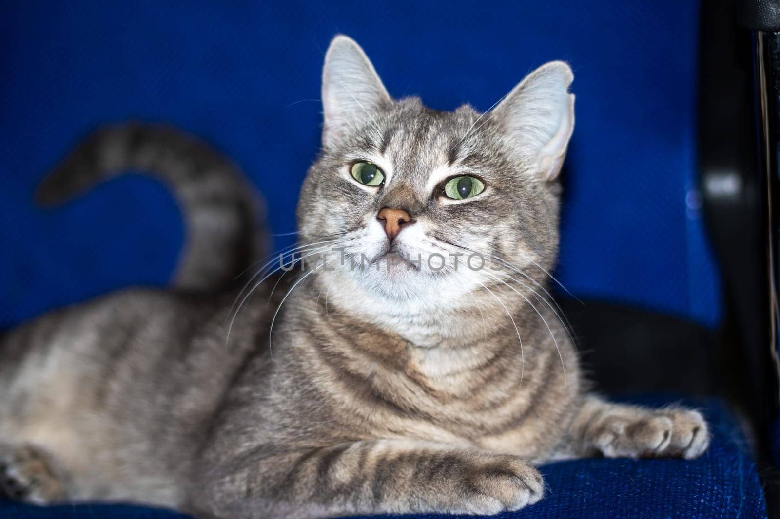 A domestic shorthaired cat, a member of the Felidae family, with green eyes is resting on a blue blanket. Its whiskers, snout, fur, and paw make it a typical small to mediumsized carnivorous feline