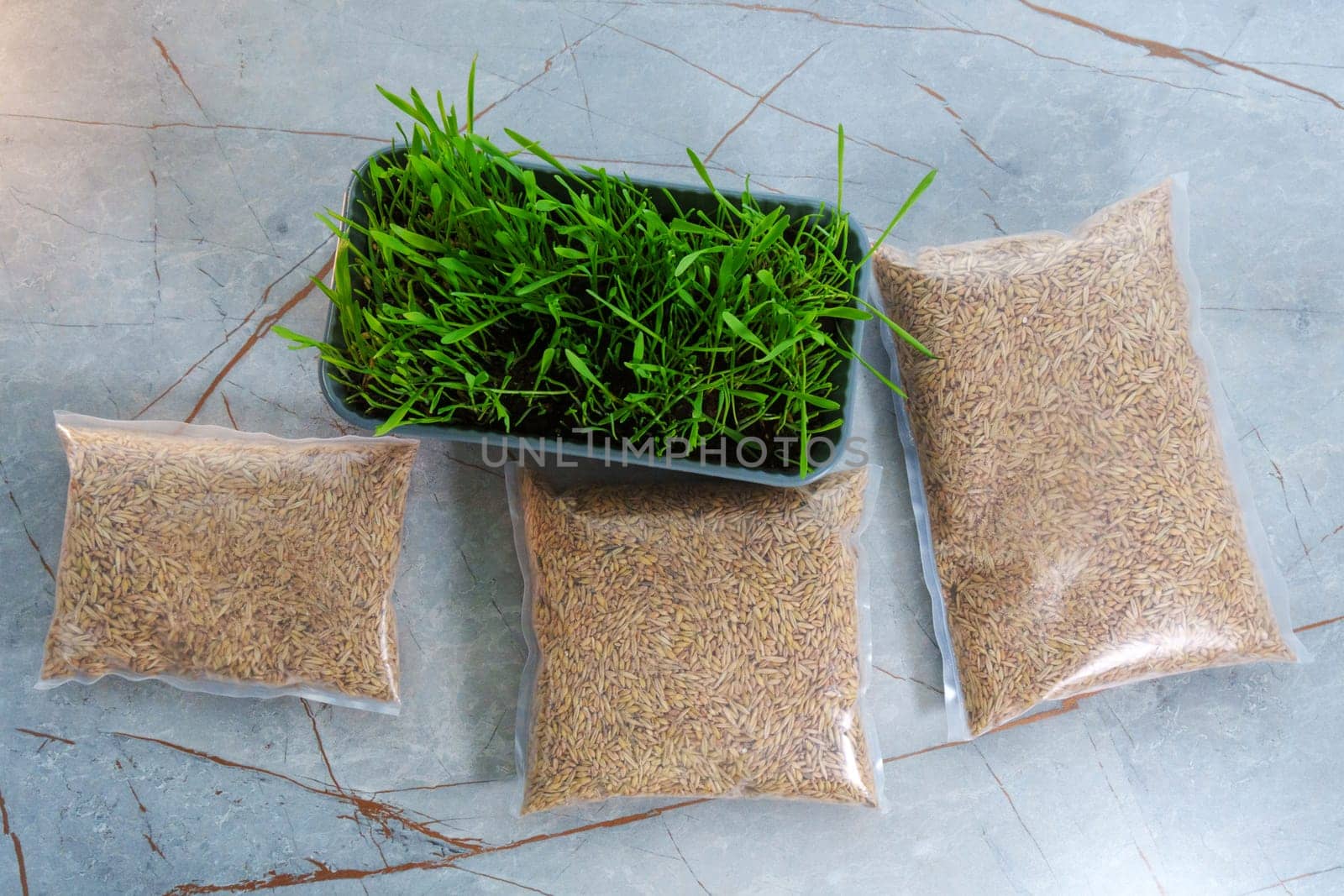 Fresh green grass, possibly intended for cats or growing microgreens. Flat lay