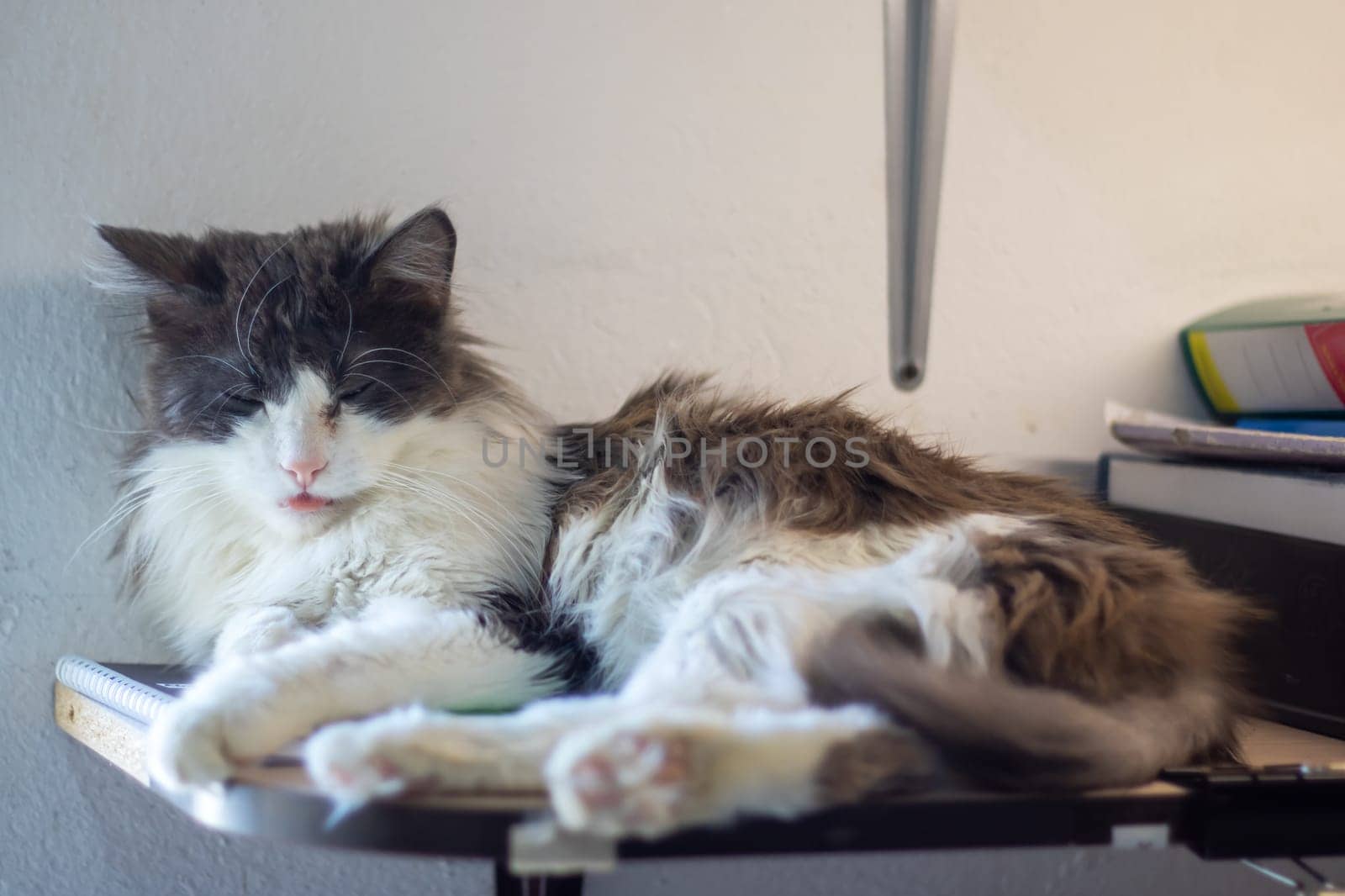 A domestic shorthaired black and white cat, a member of the Felidae family, is comfortably laying on a table. Its whiskers, fur, paws, and tail are visible