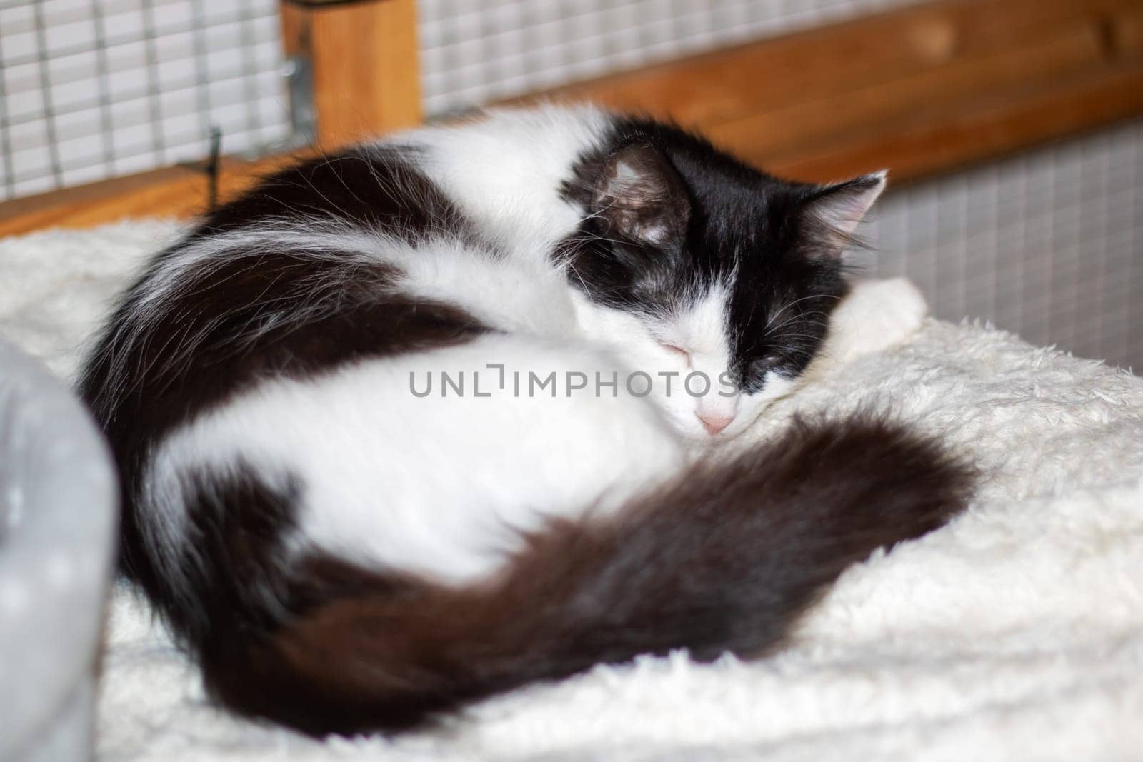 A domestic shorthaired black and white Cat, a member of the Felidae family, is peacefully sleeping on a soft white blanket, showcasing its whiskers, snout, and tail in a moment of comfort