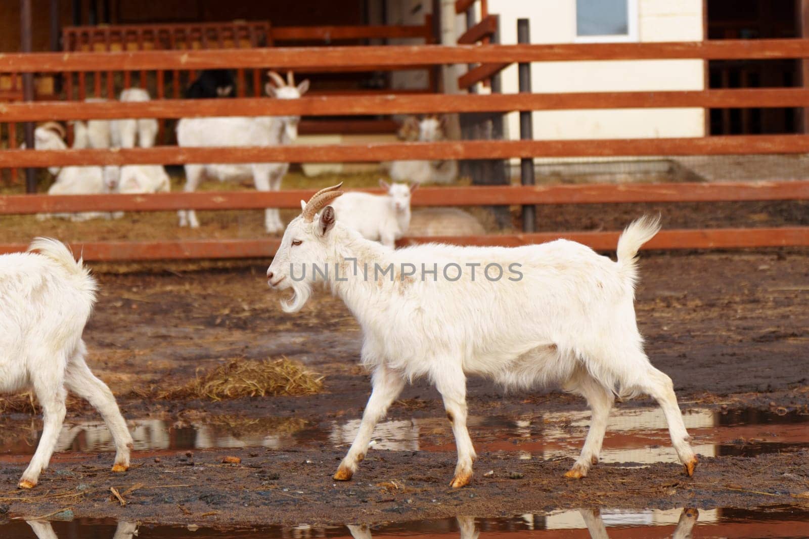 Two goats standing in farm, surrounded by agricultural scenery. by darksoul72