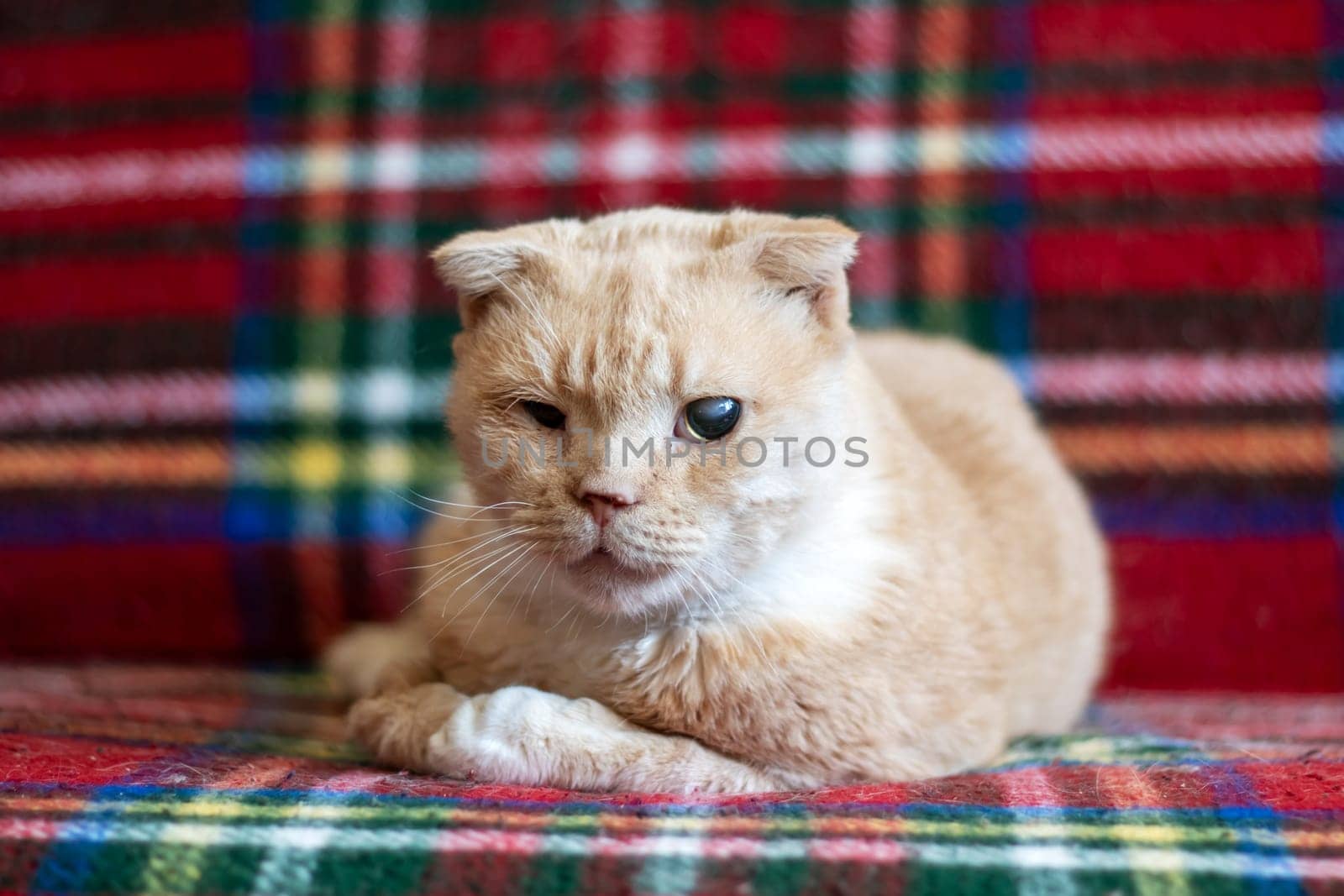 A cat, a small to mediumsized feline carnivore, is lounging on a plaid tartan blanket on a couch. Its fawn fur matches the pattern, whiskers twitching as it rests