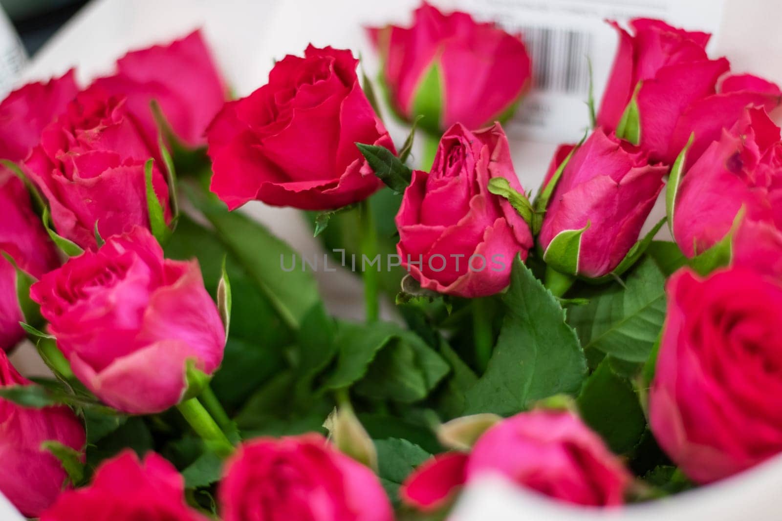 A stunning bouquet of garden roses, including hybrid tea roses, in vibrant red hues wrapped in crisp white paper. Perfect for flower arranging or as a thoughtful gift