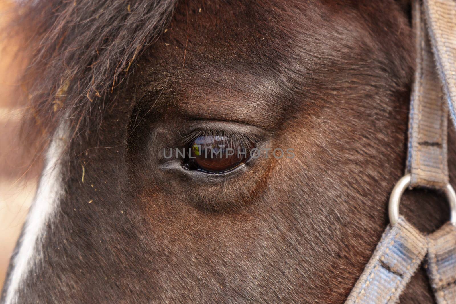 Detailed view of the brown eye of a horse, showcasing the intricate up close. by darksoul72