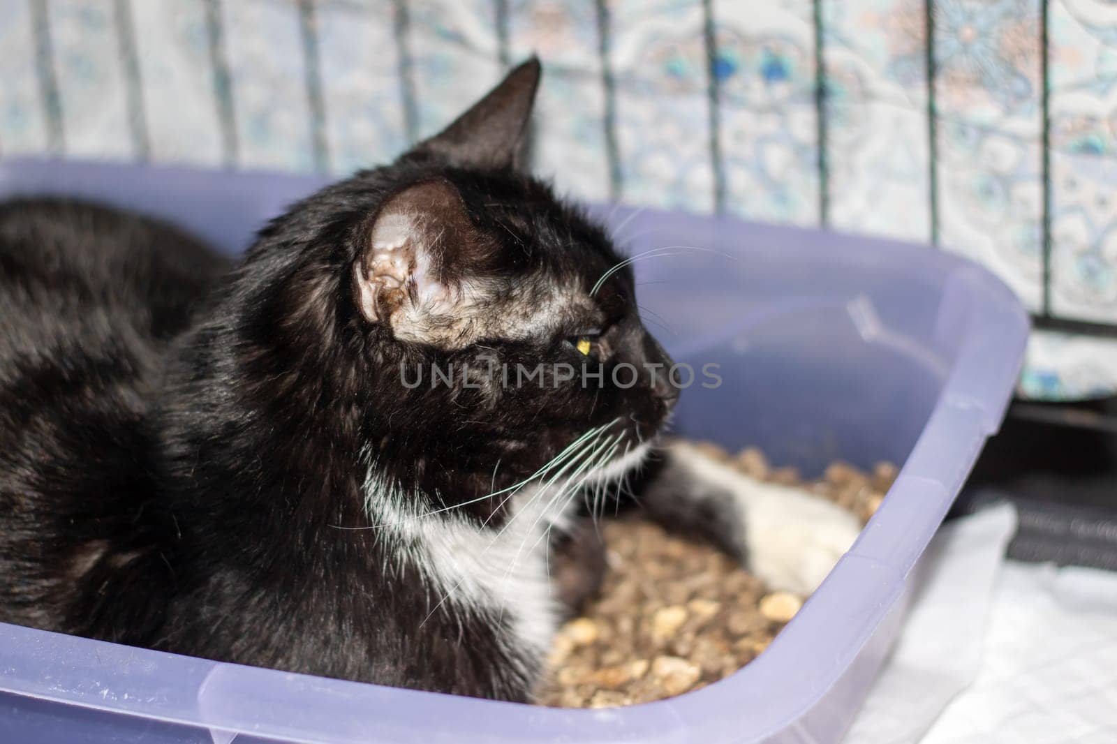 A small to mediumsized black and white Felidae cat is comfortably laying in a purple litter box, showcasing its whiskers and snout. The perfect pet supply for carnivorous cats