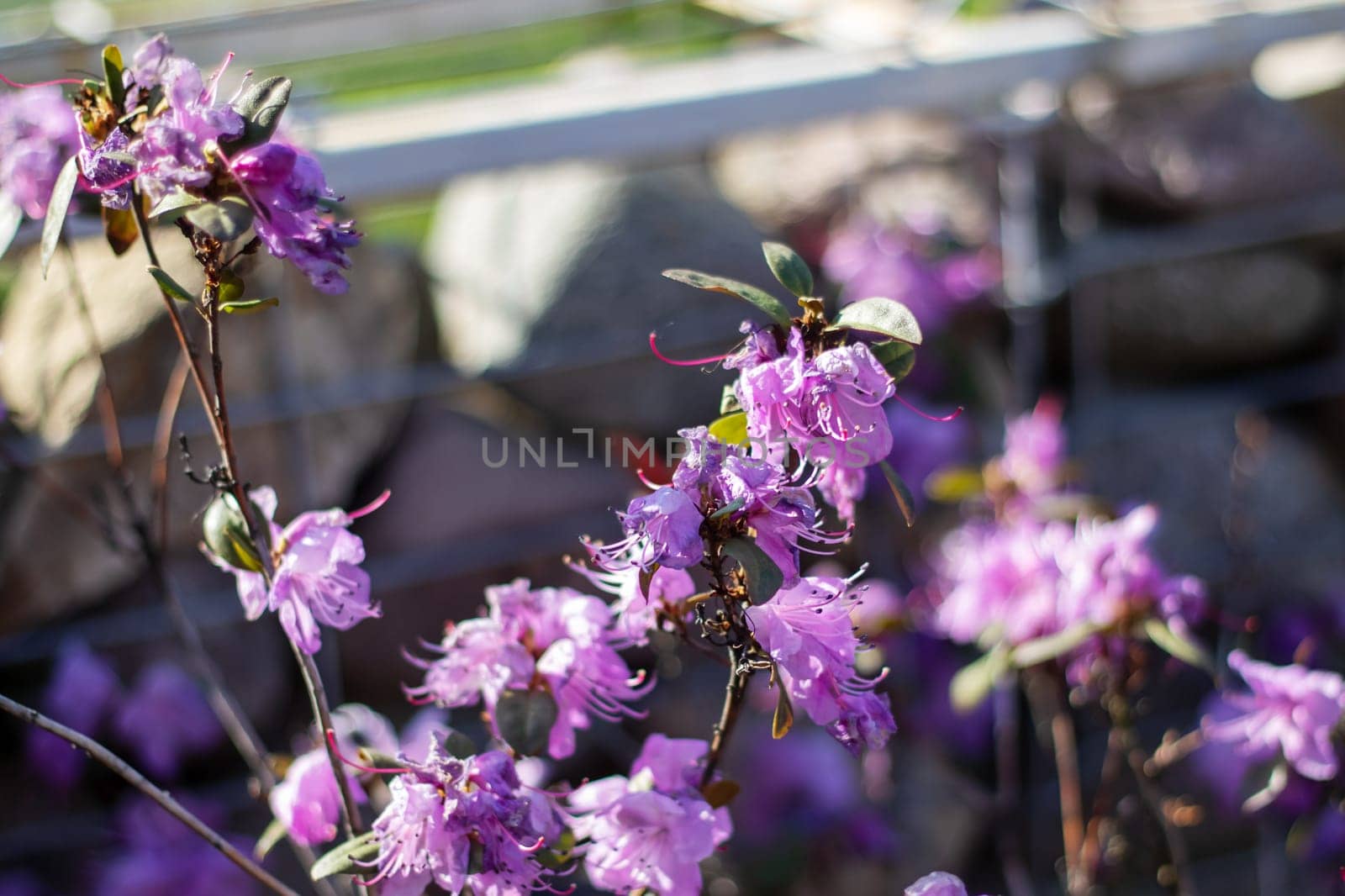 A beautiful display of purple flowers decorates a flowering shrub in the springtime, showcasing the vibrant petals of this terrestrial plant