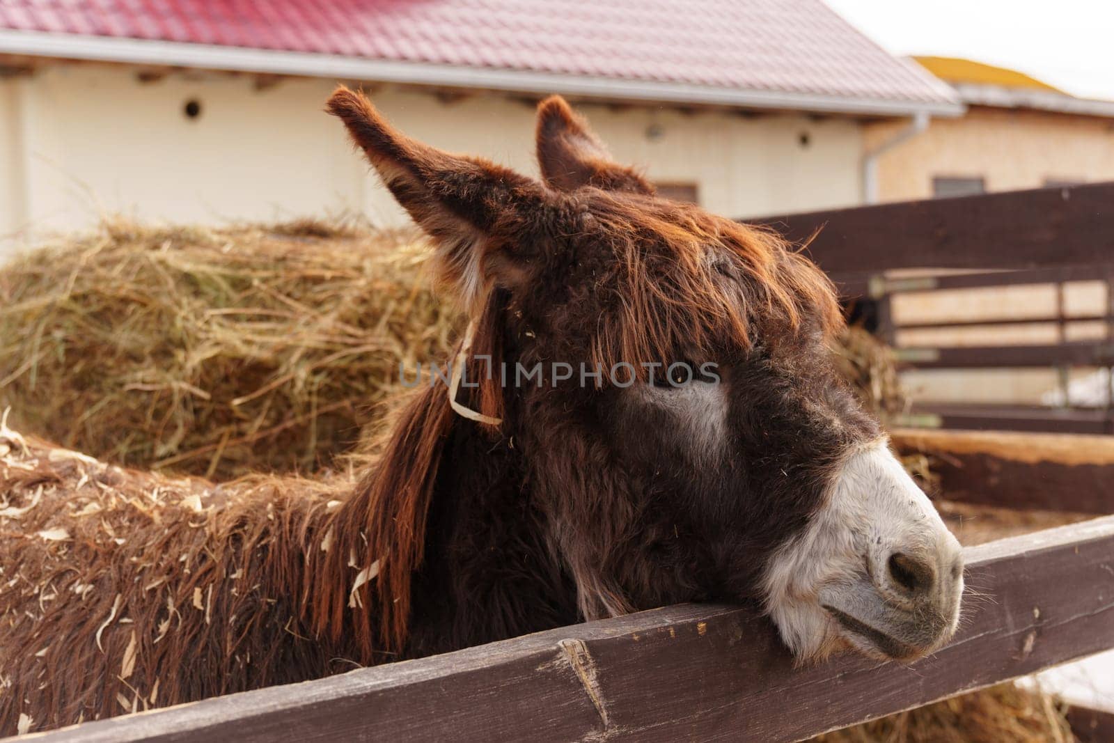 Donkey on a farm curiously sticking its head over a wooden fence, observing its surroundings. by darksoul72