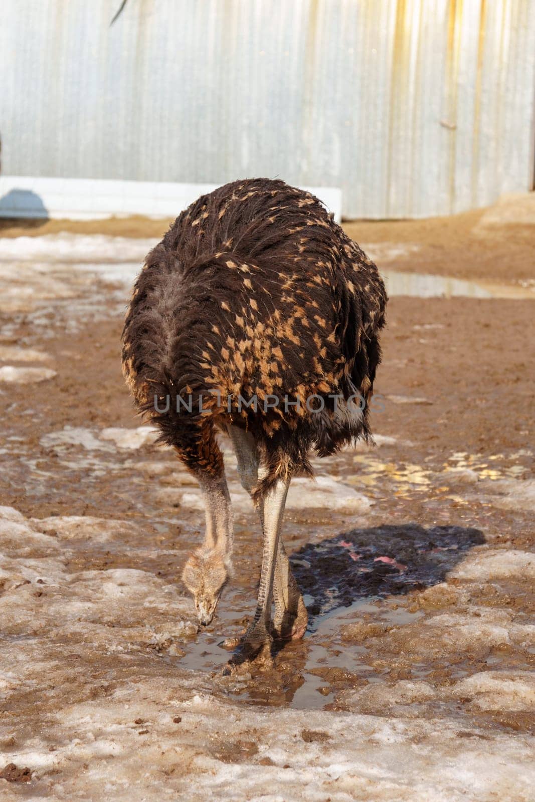 Ostrich stands in the dirt near a fence on an ostrich farm, observing its surroundings. Vertical photo by darksoul72