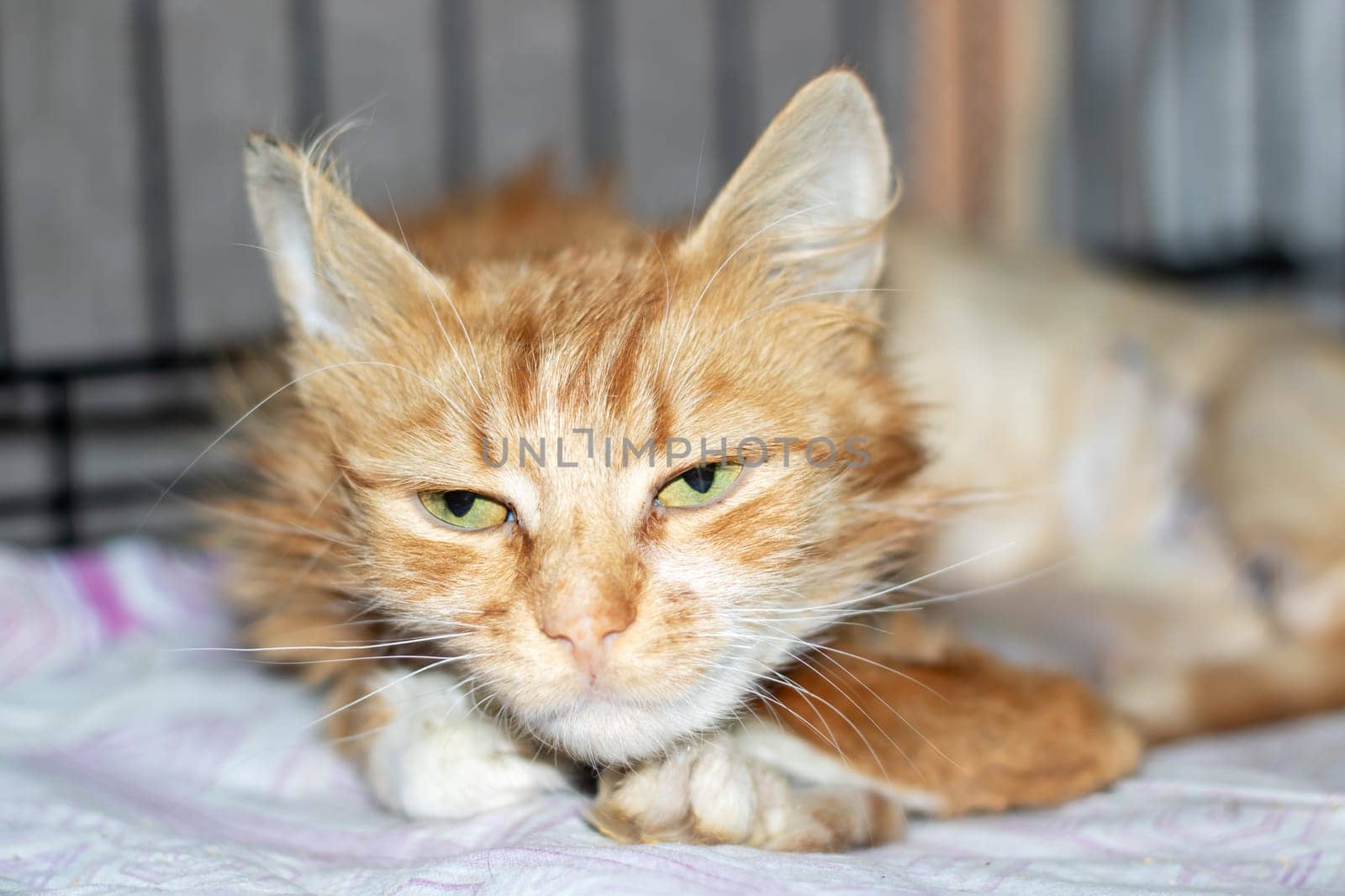 A closeup of a domestic shorthaired cat with fawn fur laying on a bed. The small to mediumsized felidae has whiskers and a snout typical of carnivorous terrestrial animals