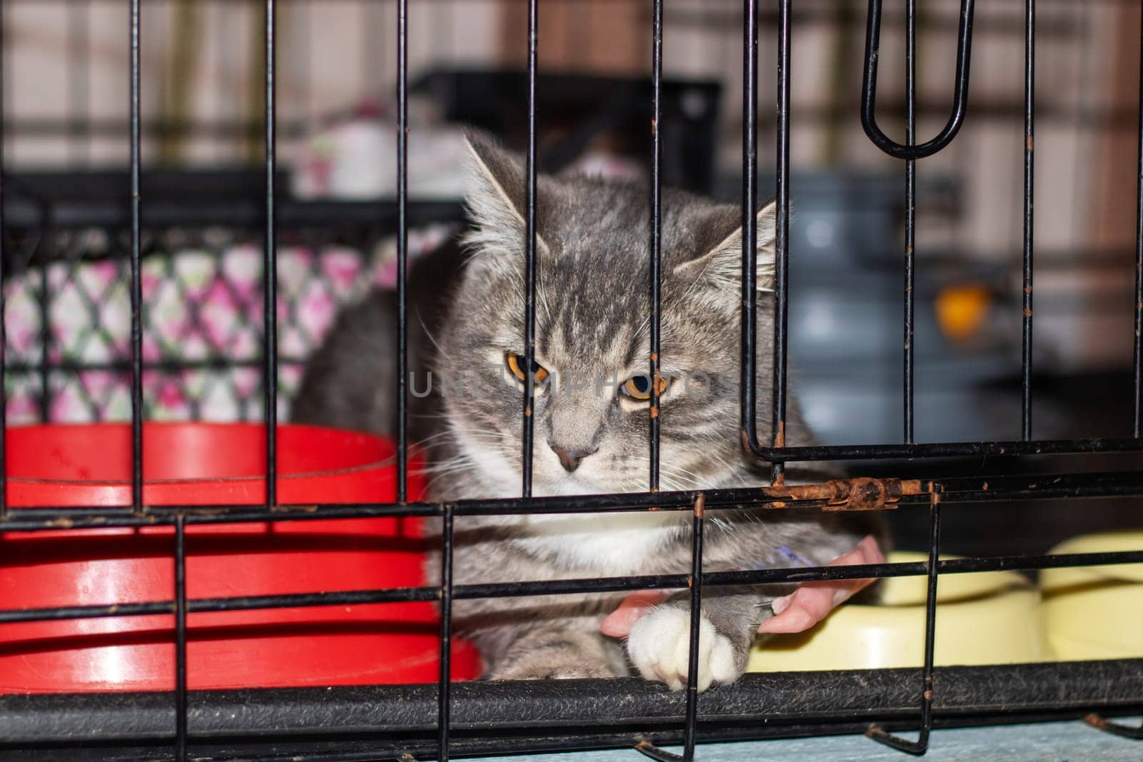 A Felidae carnivore with fawn fur and whiskers is confined behind a mesh fence in a pet supply store. The small to mediumsized cat gazes out the window at the camera