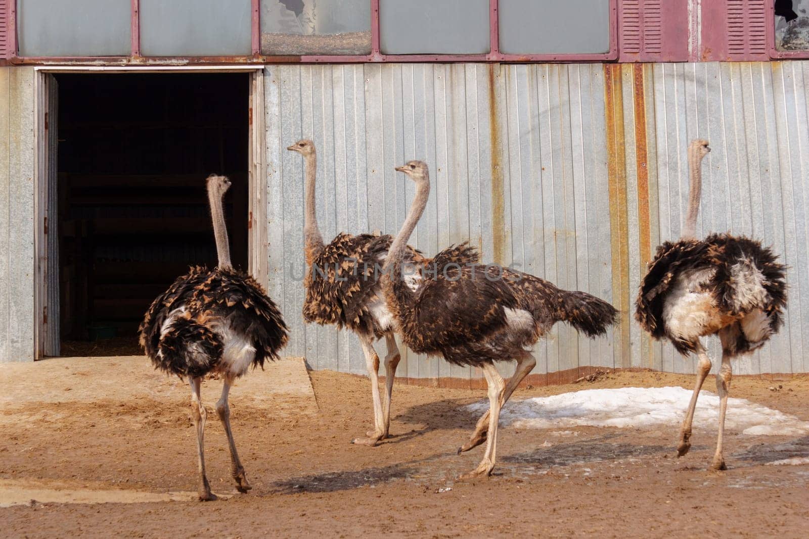 Ostriches standing in front of a building on an ostrich farm. Selective focus