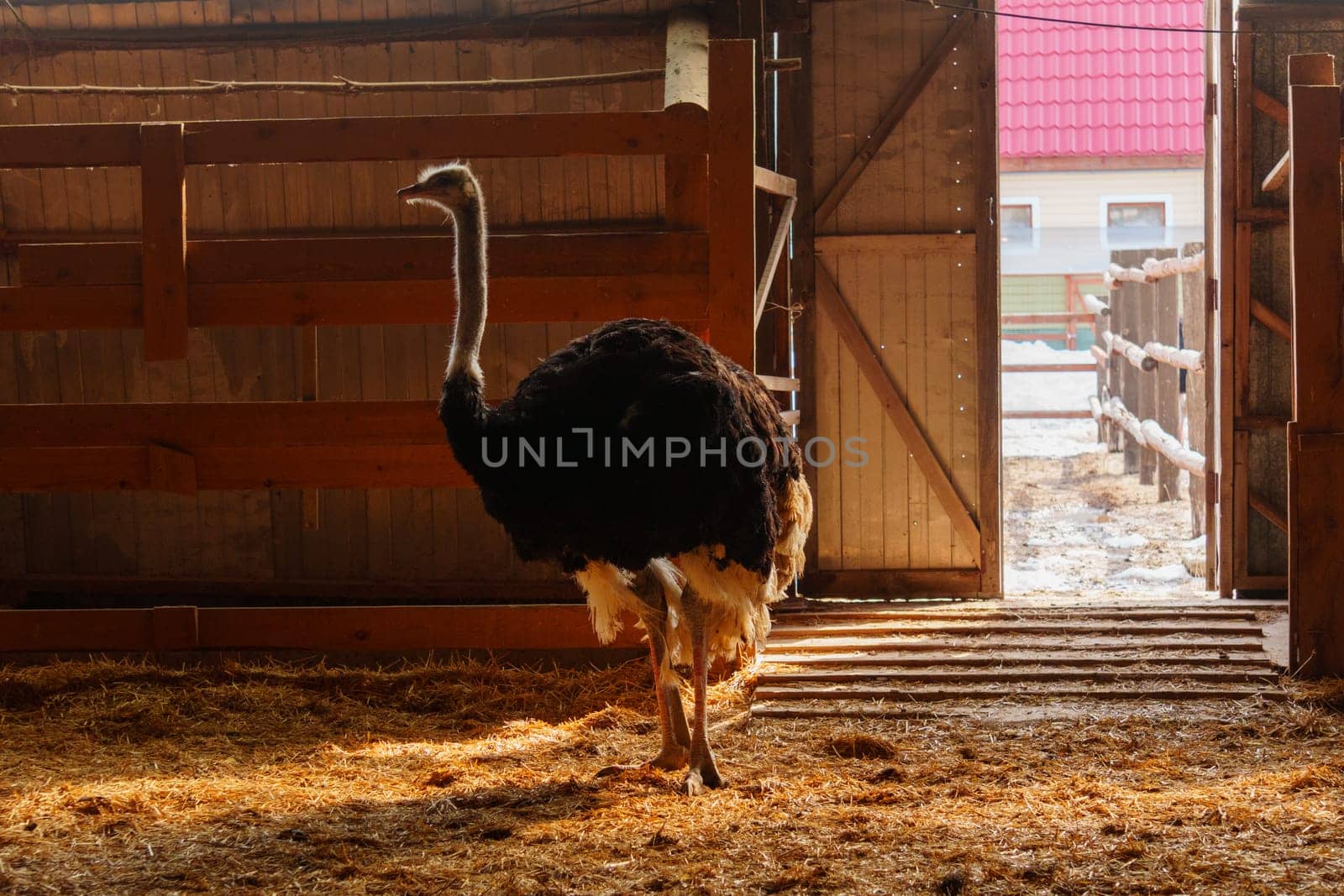 Ostriches standing in front of a building on an ostrich farm. Selective focus