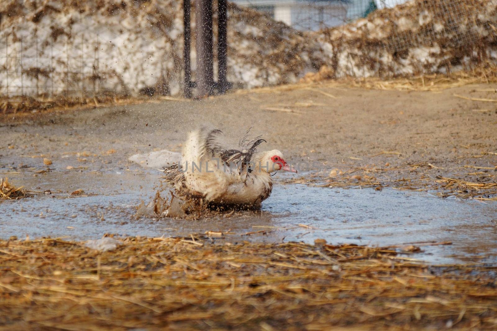 Muscovy duck and a distinctive red face is seen rummaging through the soil at the edge of a puddle.