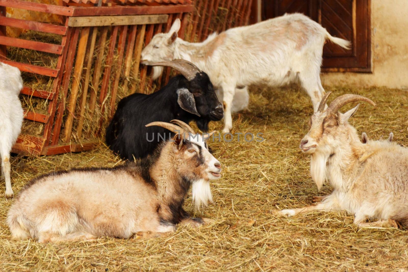A group of serene white goats stand inside a pen, calmly grazing.