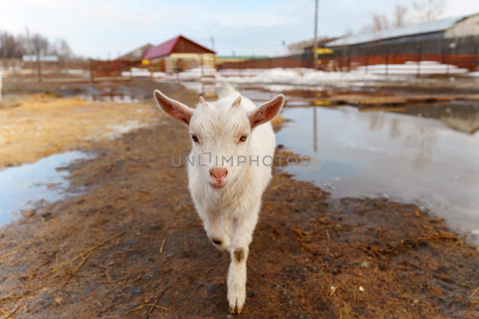 Young baby goat is seen standing next to a mature adult goat in a farm.