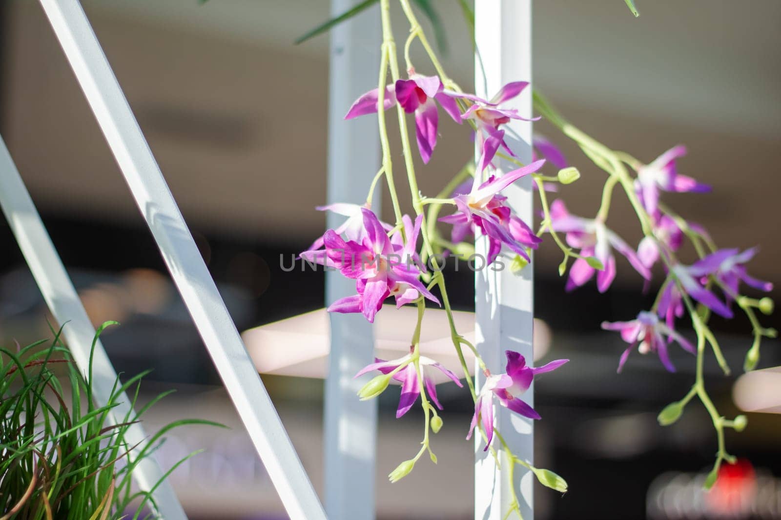 Magenta petals of the purple flowers cascade down from the white fence, creating a beautiful display of flowering plants in full bloom