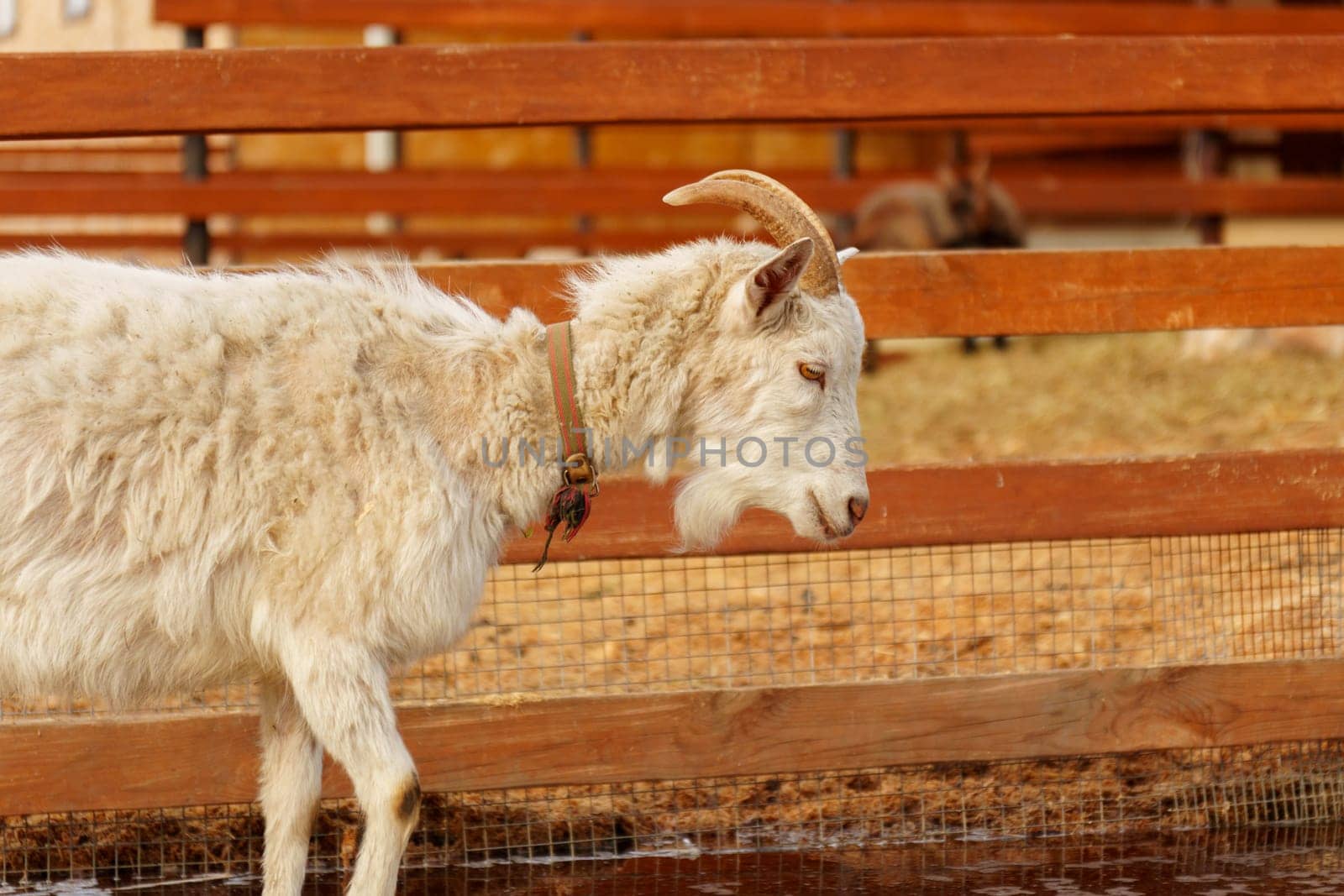 White goat stands next to a sturdy wooden fence on a farm, showcasing a portrait of agriculture.