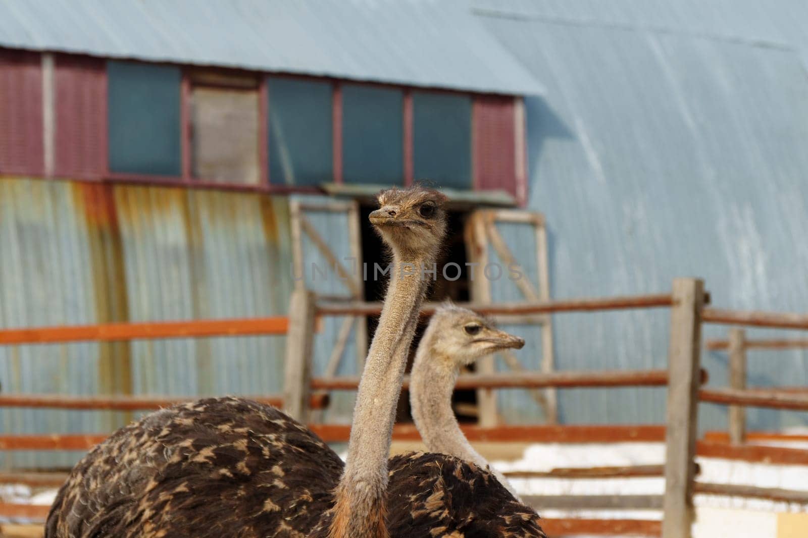 Group of ostriches standing tall and proud next to a sturdy wooden fence, showcasing.