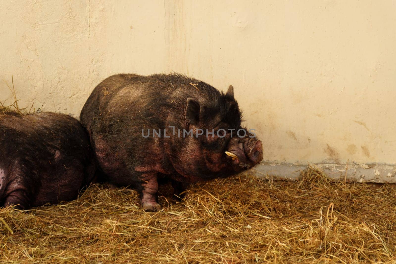 Pig are lounging atop a mound of hay in a farm setting. Selective focus