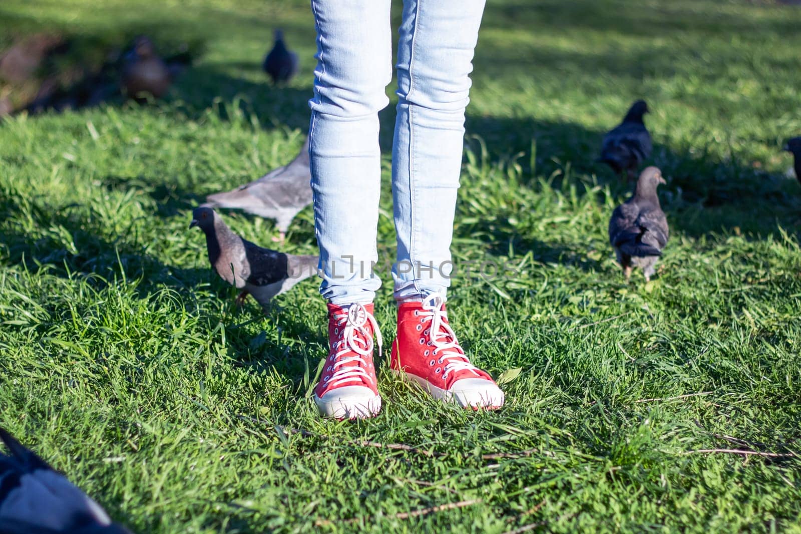 A person in jeans and red shoes is standing in the grass surrounded by pigeons under the sunlight, with green plants and leaves around