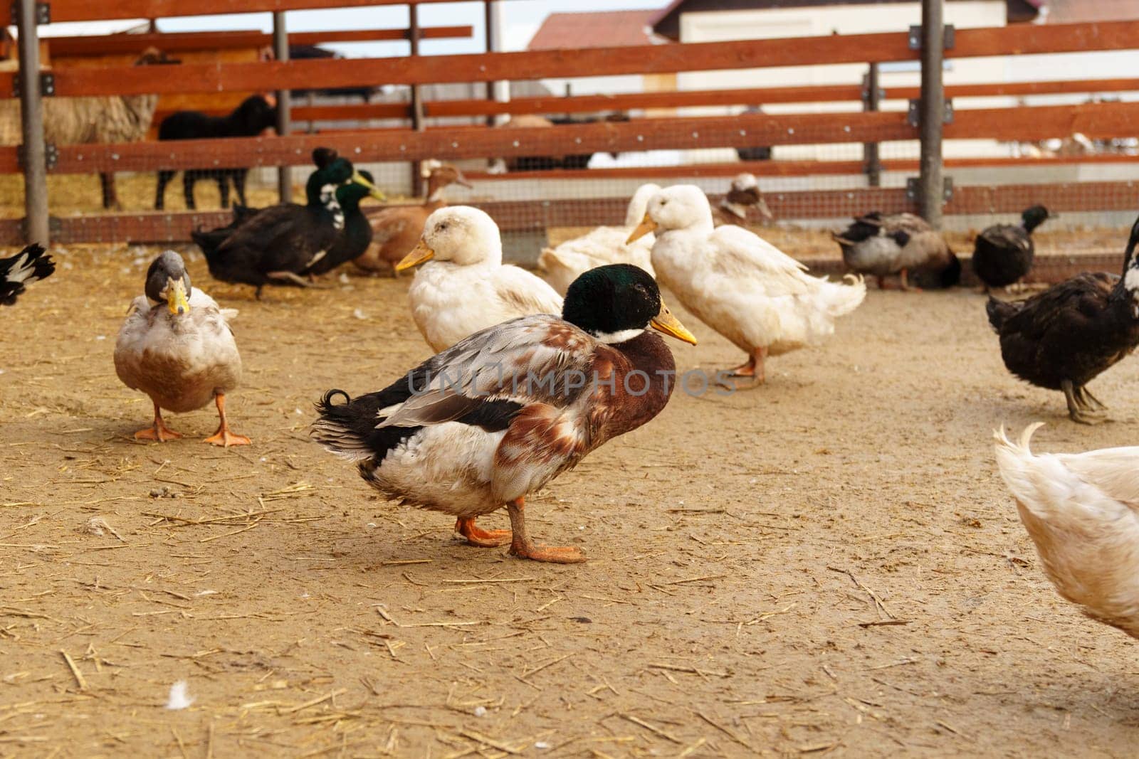 Group of ducks with diverse plumage colors is seen meandering around a farmyard.