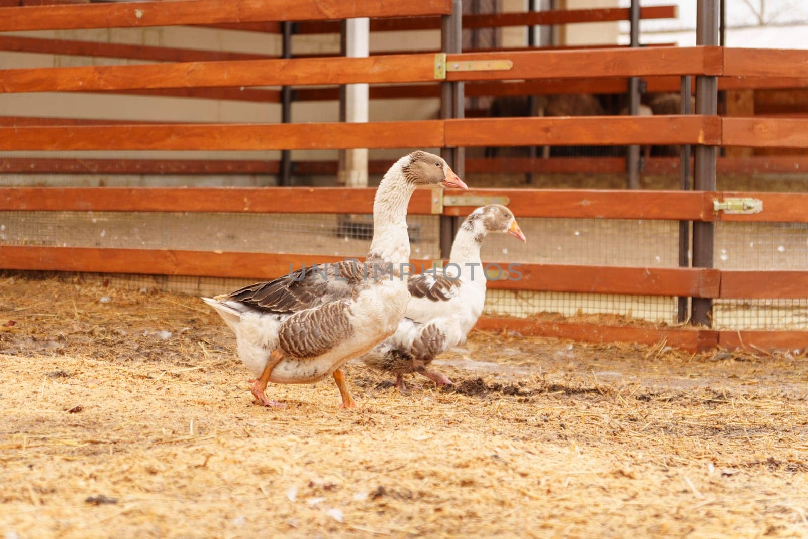 Geese across the dusty ground of a charming farmstead. Selective focus.