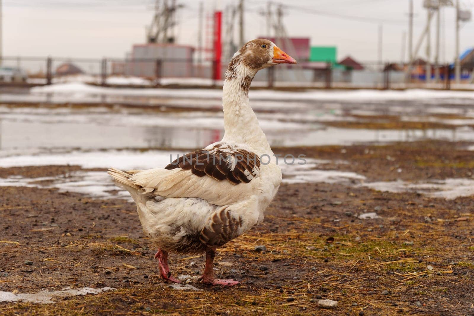 Geese standing proudly on top of a muddy field in a rural farm setting. by darksoul72