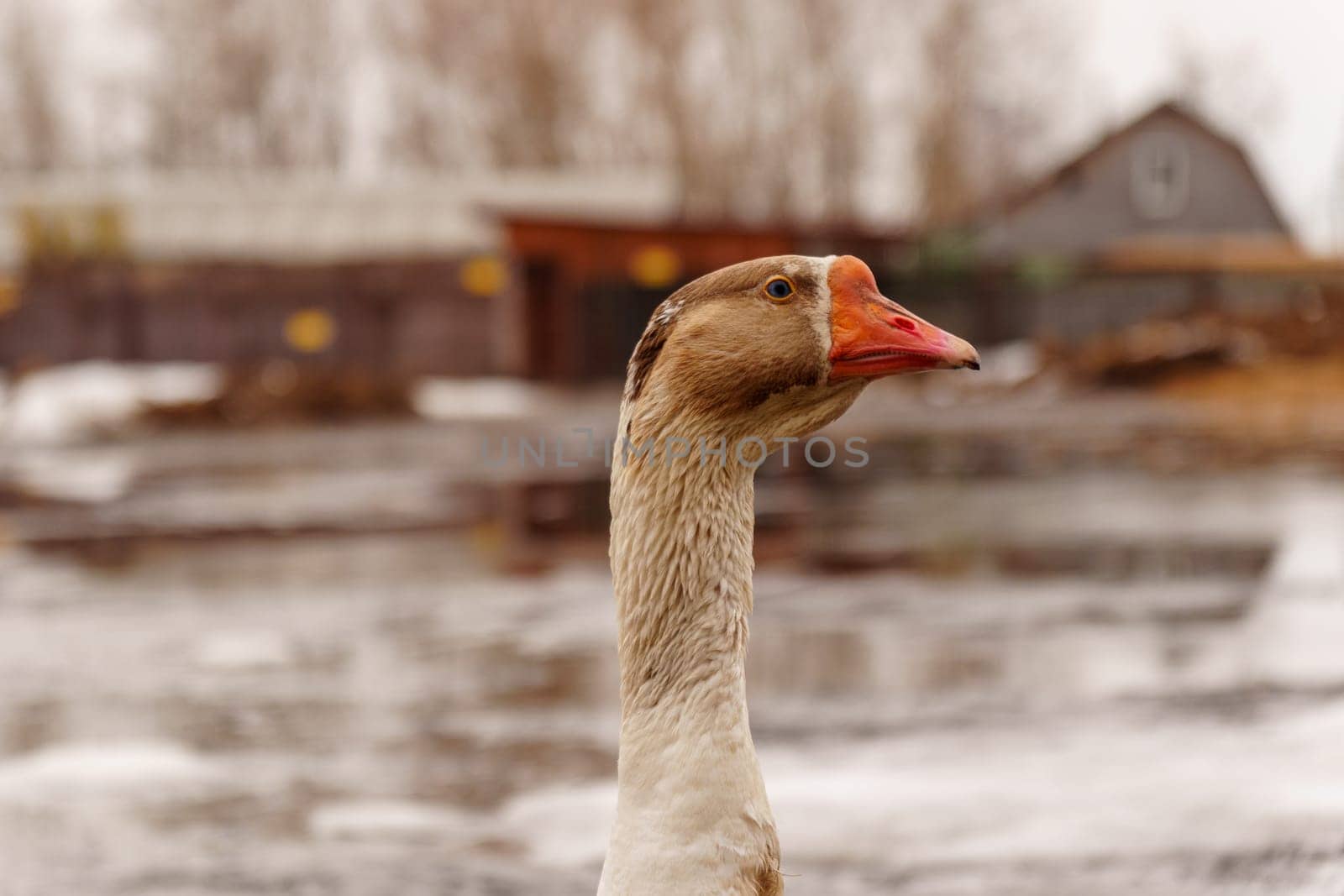 Geese standing in a row next to each other on a farm. Selective focus by darksoul72