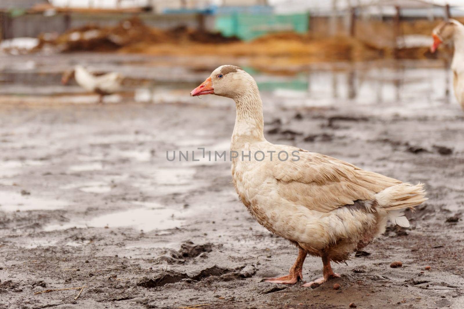 Geese standing proudly on top of a muddy field in a rural farm setting. by darksoul72
