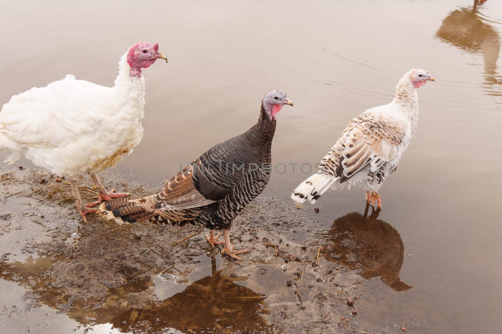 Turkeys on a farm walking in paddock. Flock of Turkeys in paddock on farm. by darksoul72