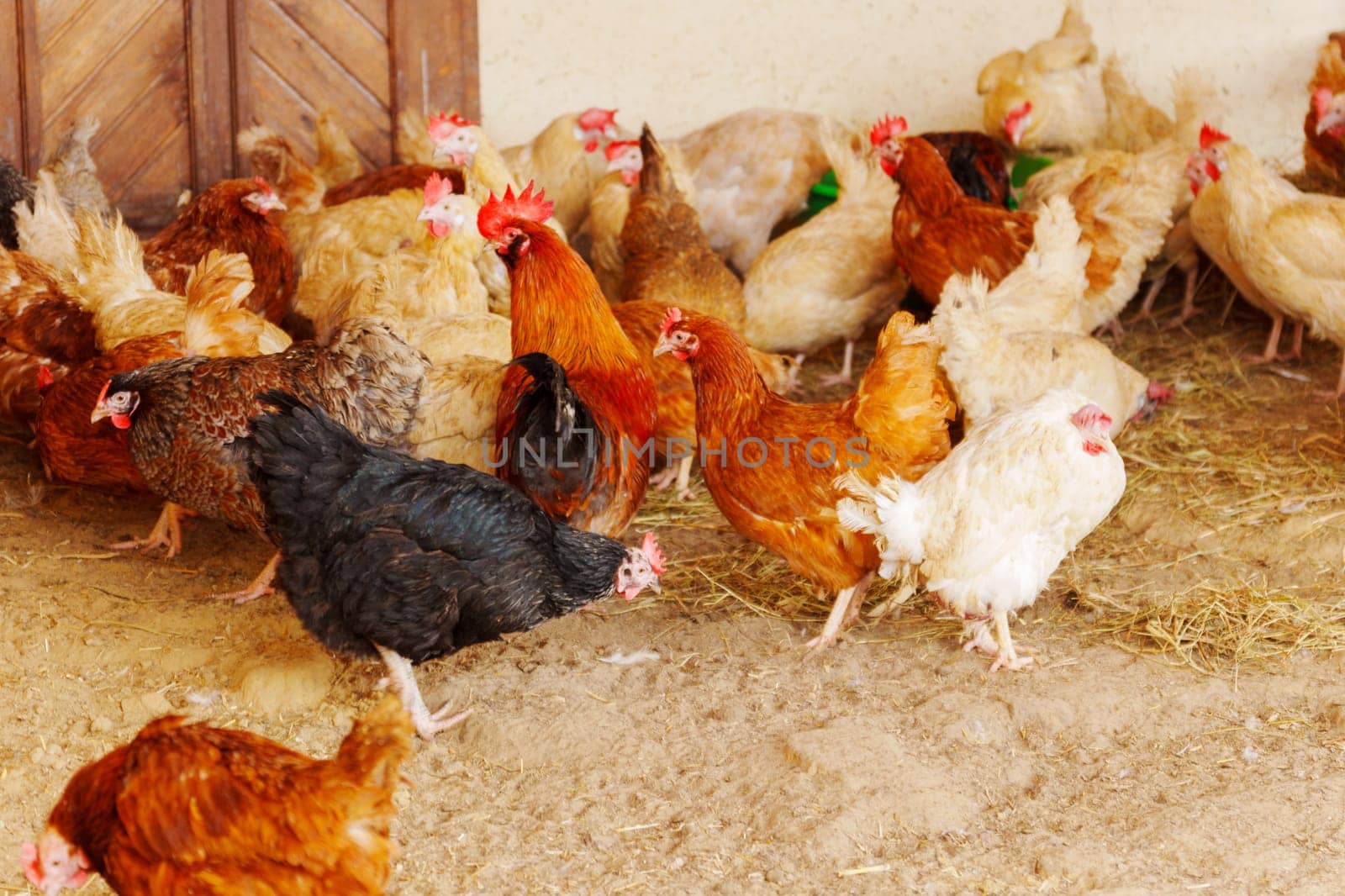 Chickens, their feathers ruffling in the wind as they survey their surroundings and peck at the ground.