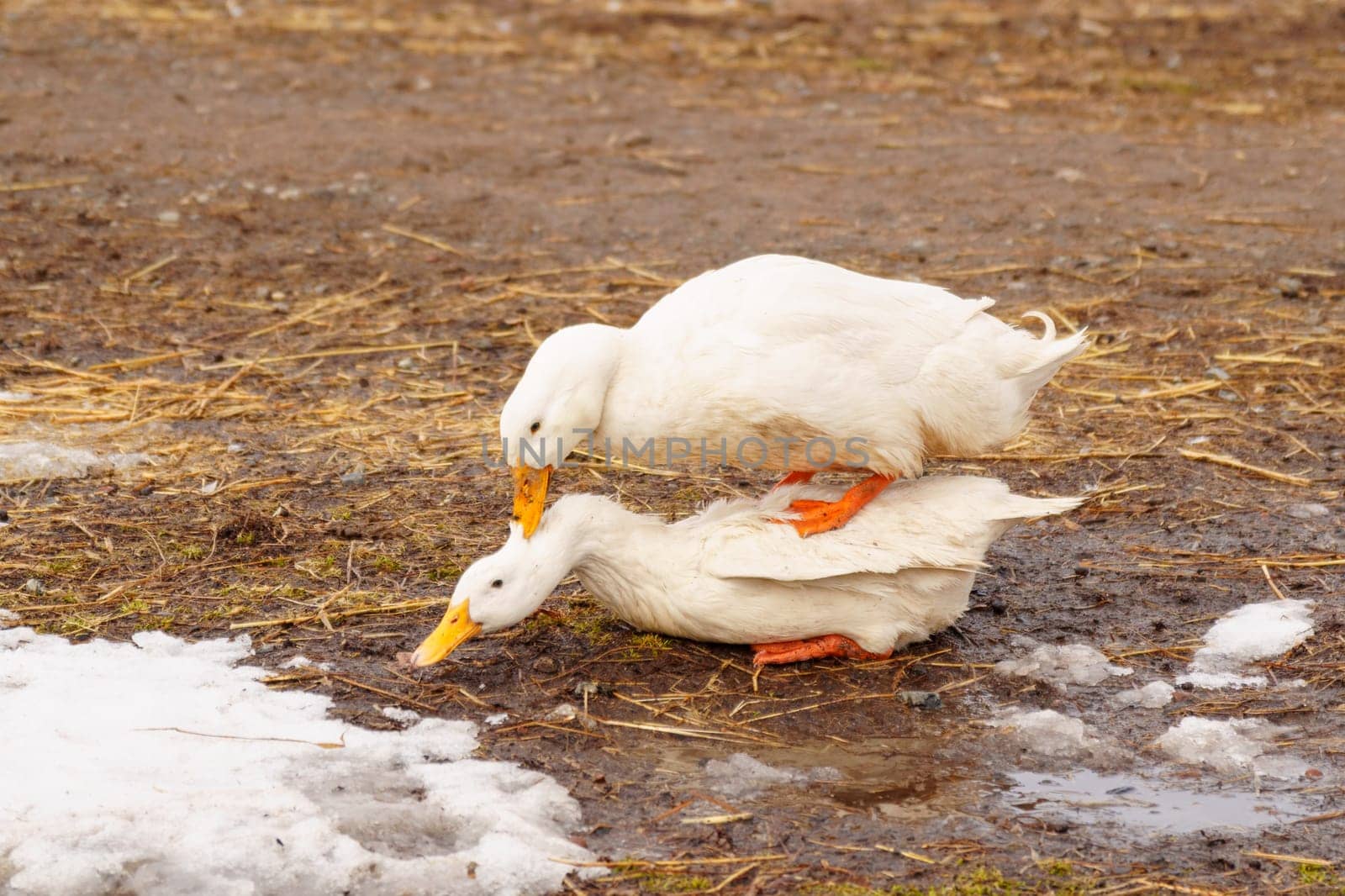 Ducks confidently stand on top of a field blanketed in snow, showcasing their resilience and adaptability to winter conditions.