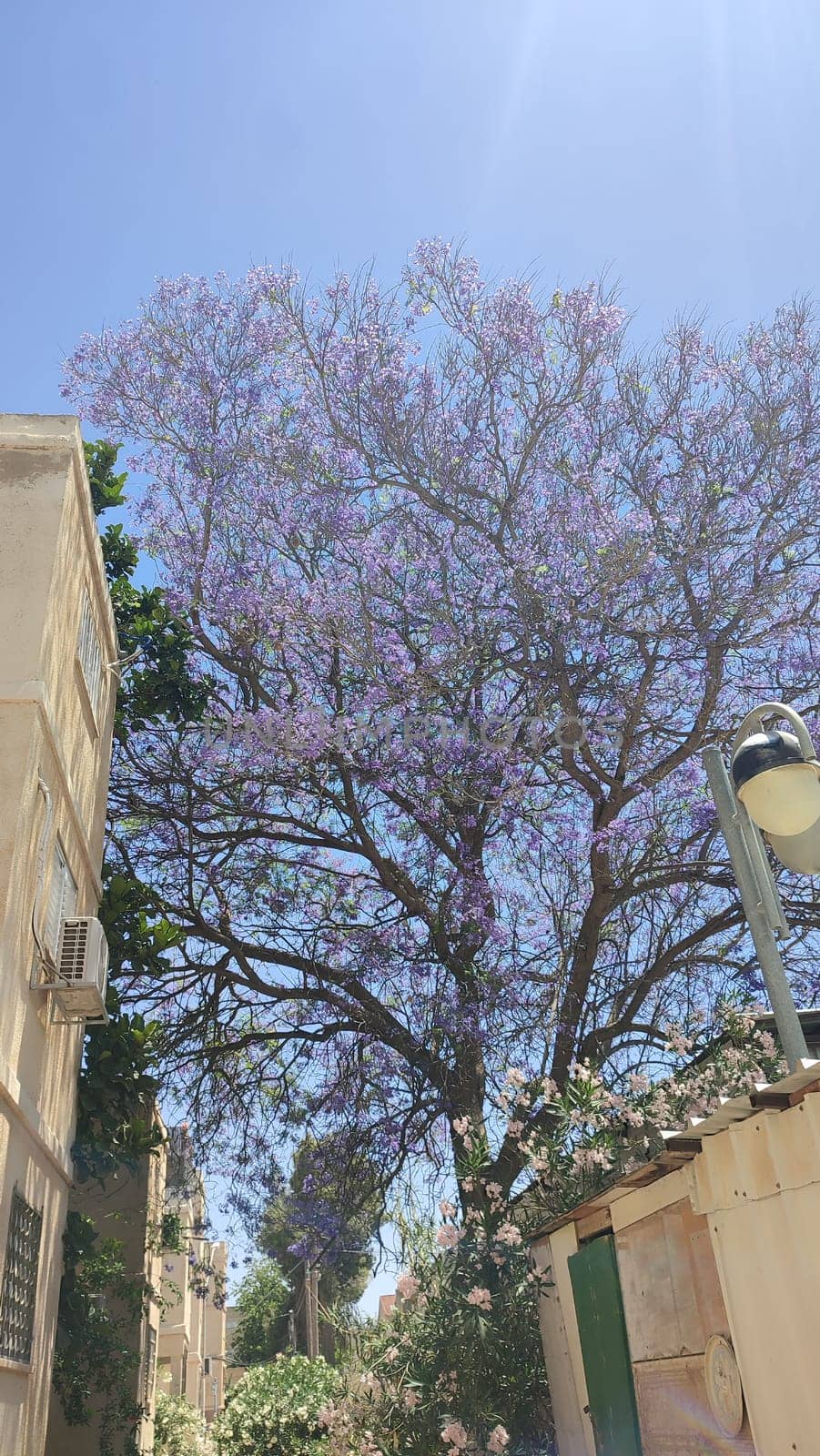 tree with purple flowers, bush nature spring, plant flora. High quality photo