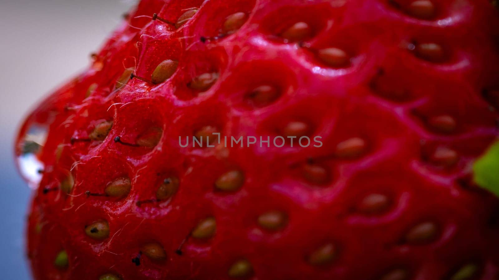 Close up of fresh strawberry showing seeds achenes. Water drop on fresh ripe red strawberry.