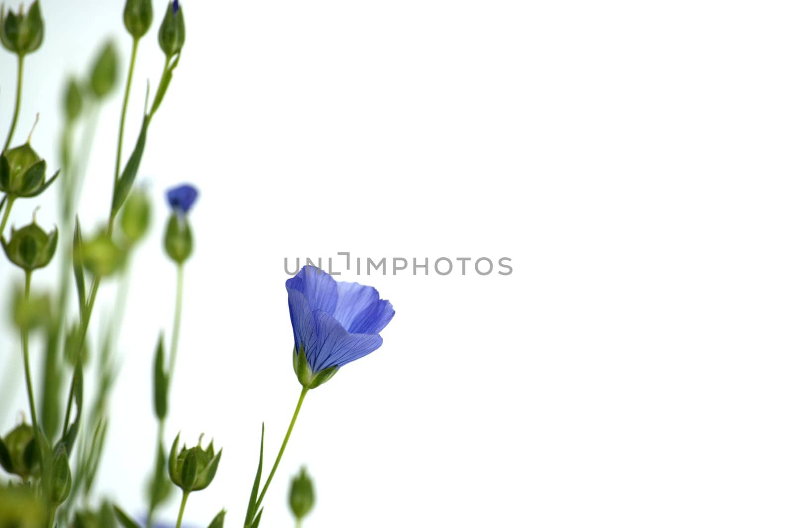 Close-up of a vibrant and beautiful blue flax flower in close up over white background and free space for text