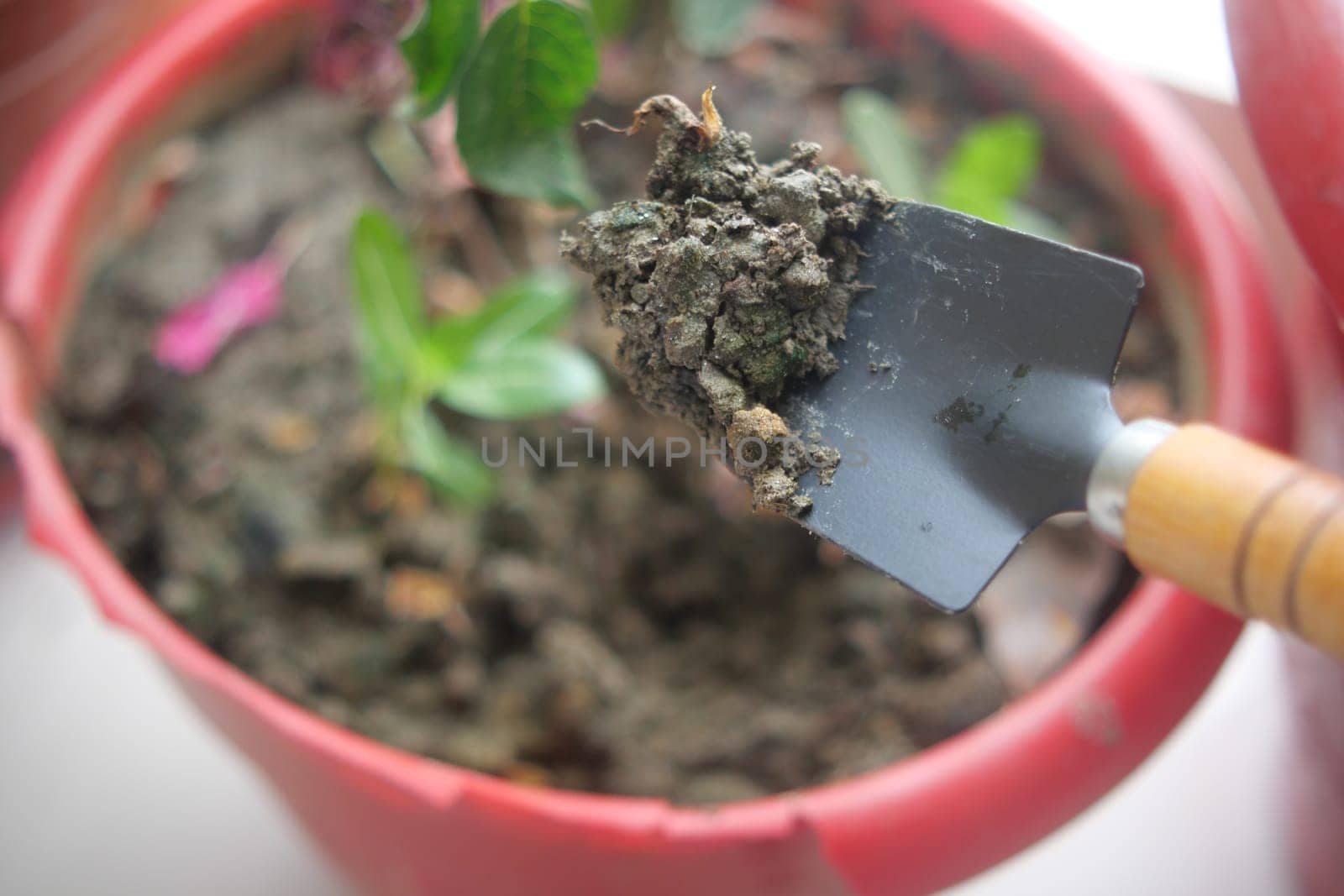 holding Garden shovel with fertile soil, Planting a small plant on pile of soil,.