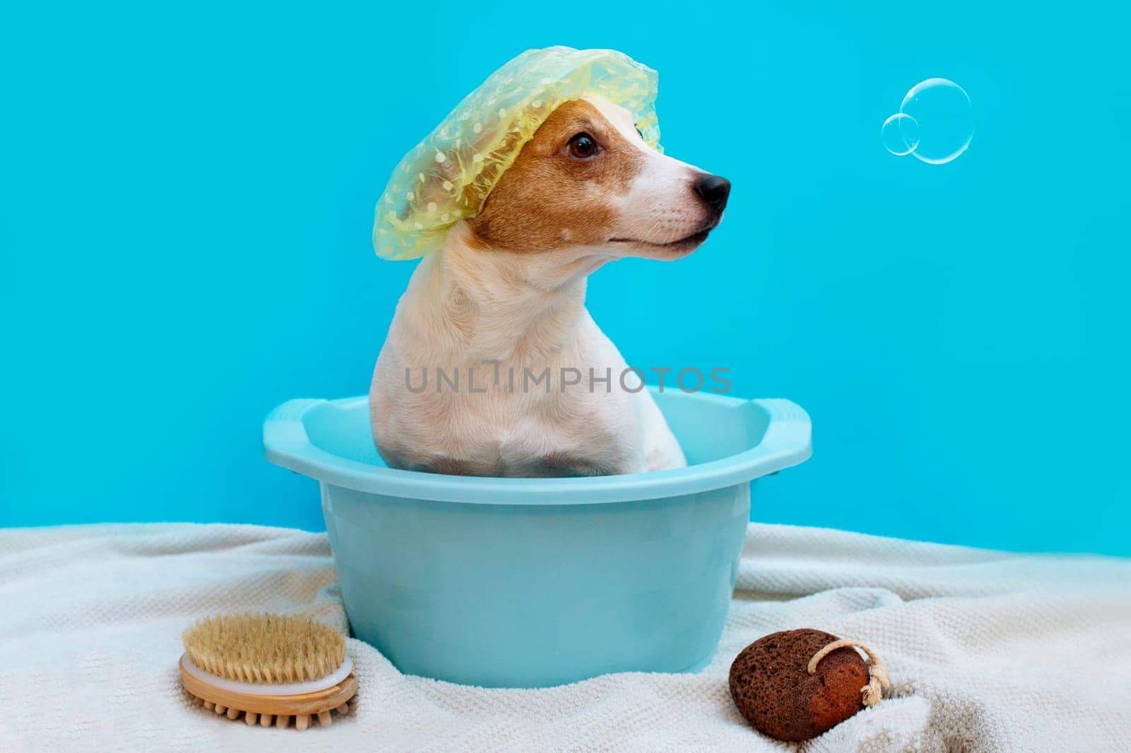 Bathing dog Jack Rusl . Pet Swimming in the trough on a blue background around fly soap bubbles.