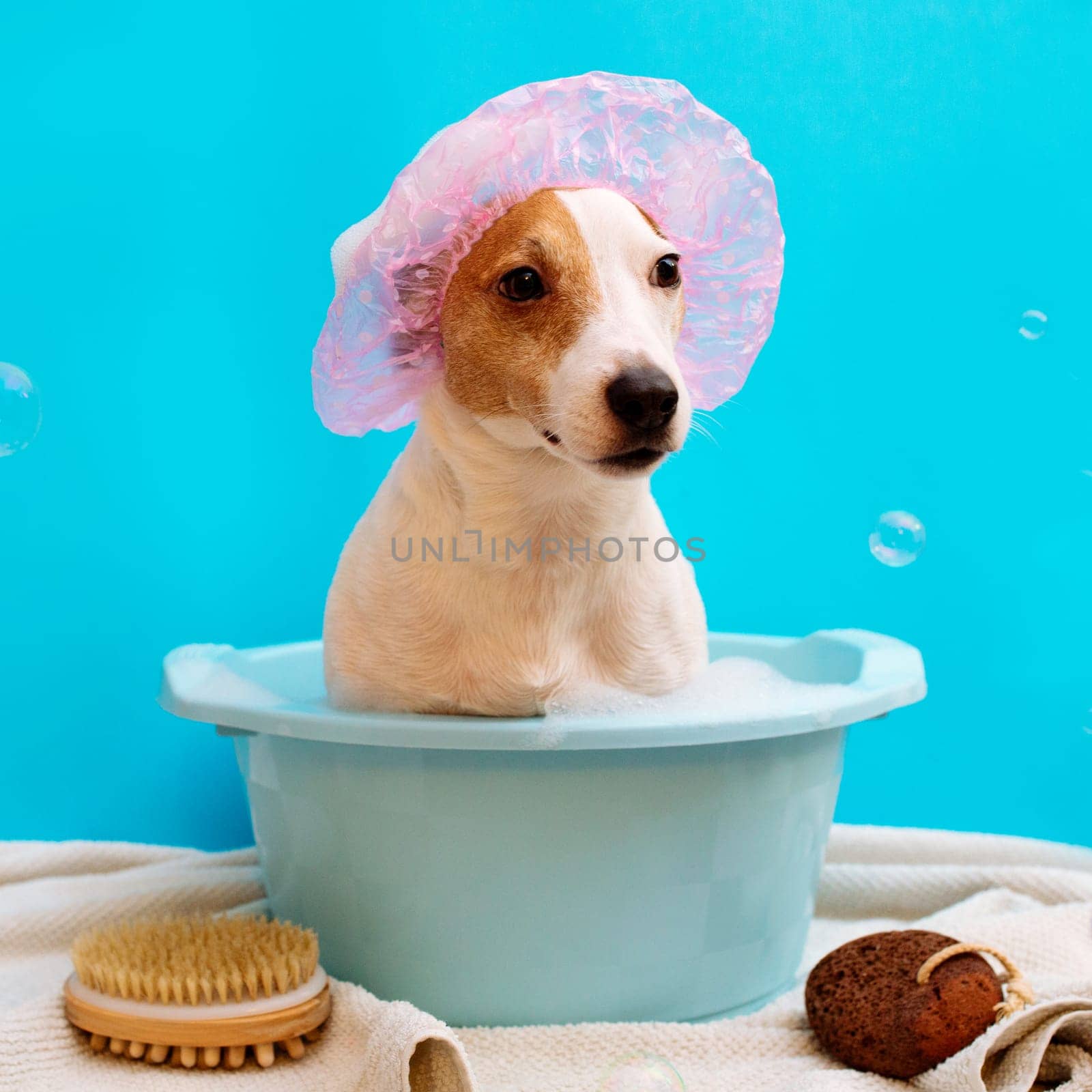 Bathing dog Jack Rusl . Pet Swimming in the trough on a blue background around fly soap bubbles by malyshph