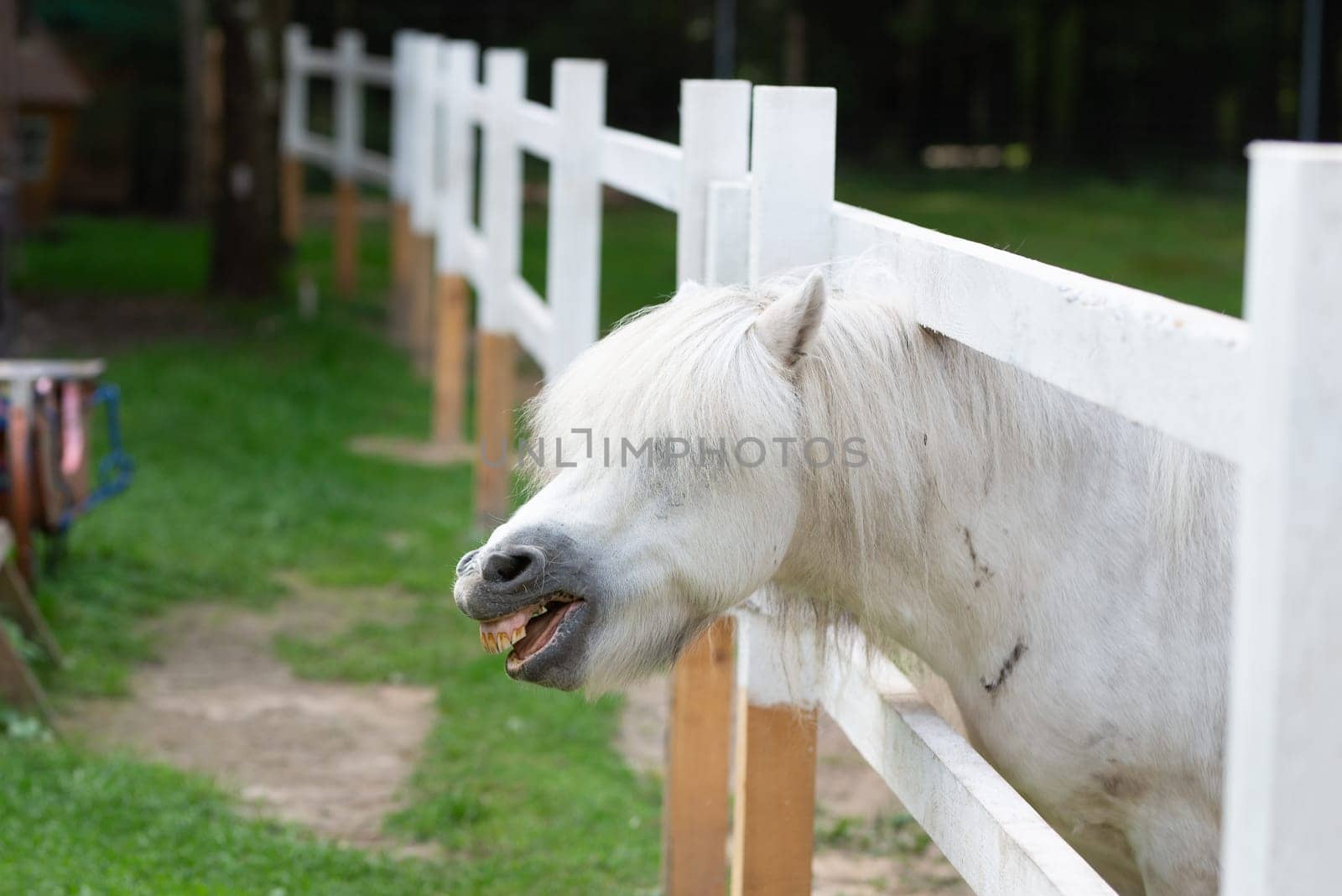 Close-up beautiful white colored horse's head ponny. Showing teeth. High quality photo