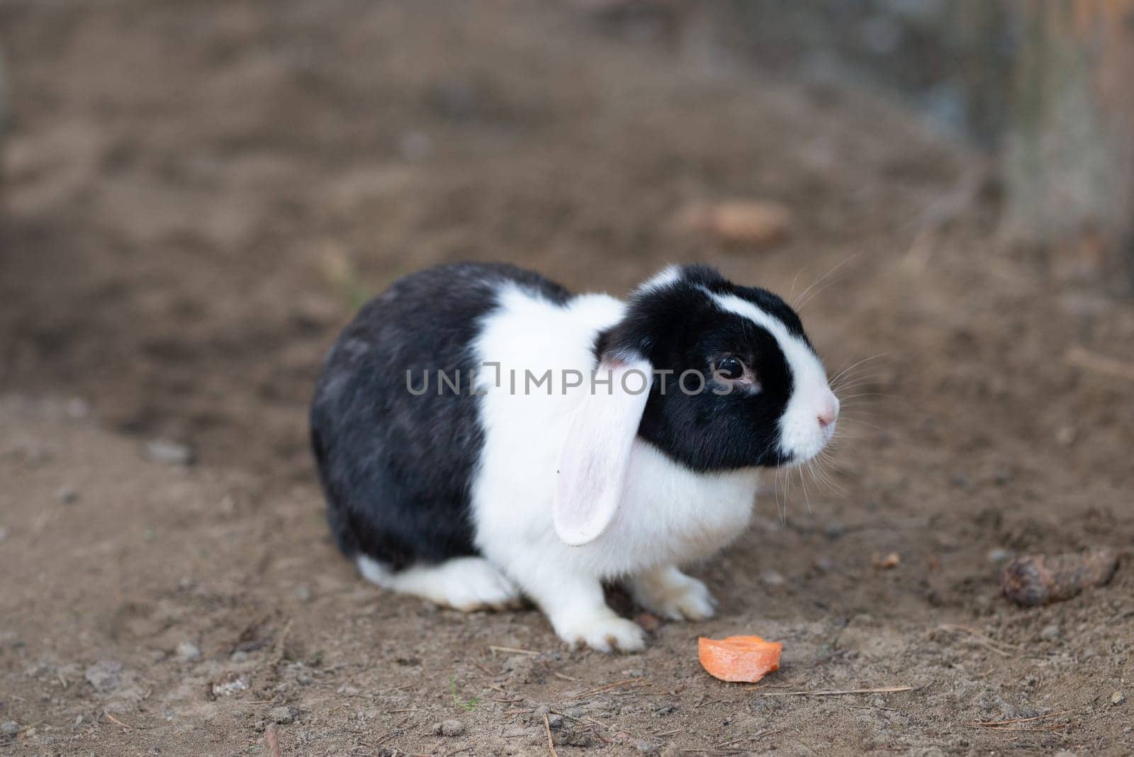 cute rabbit sitting and eating carrot in a green field background. High quality photo