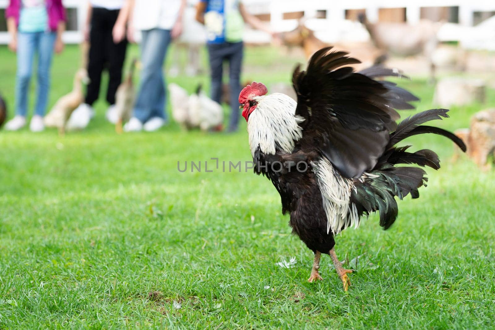 Rooster with black and white feathers in Lithuania by padgurskas