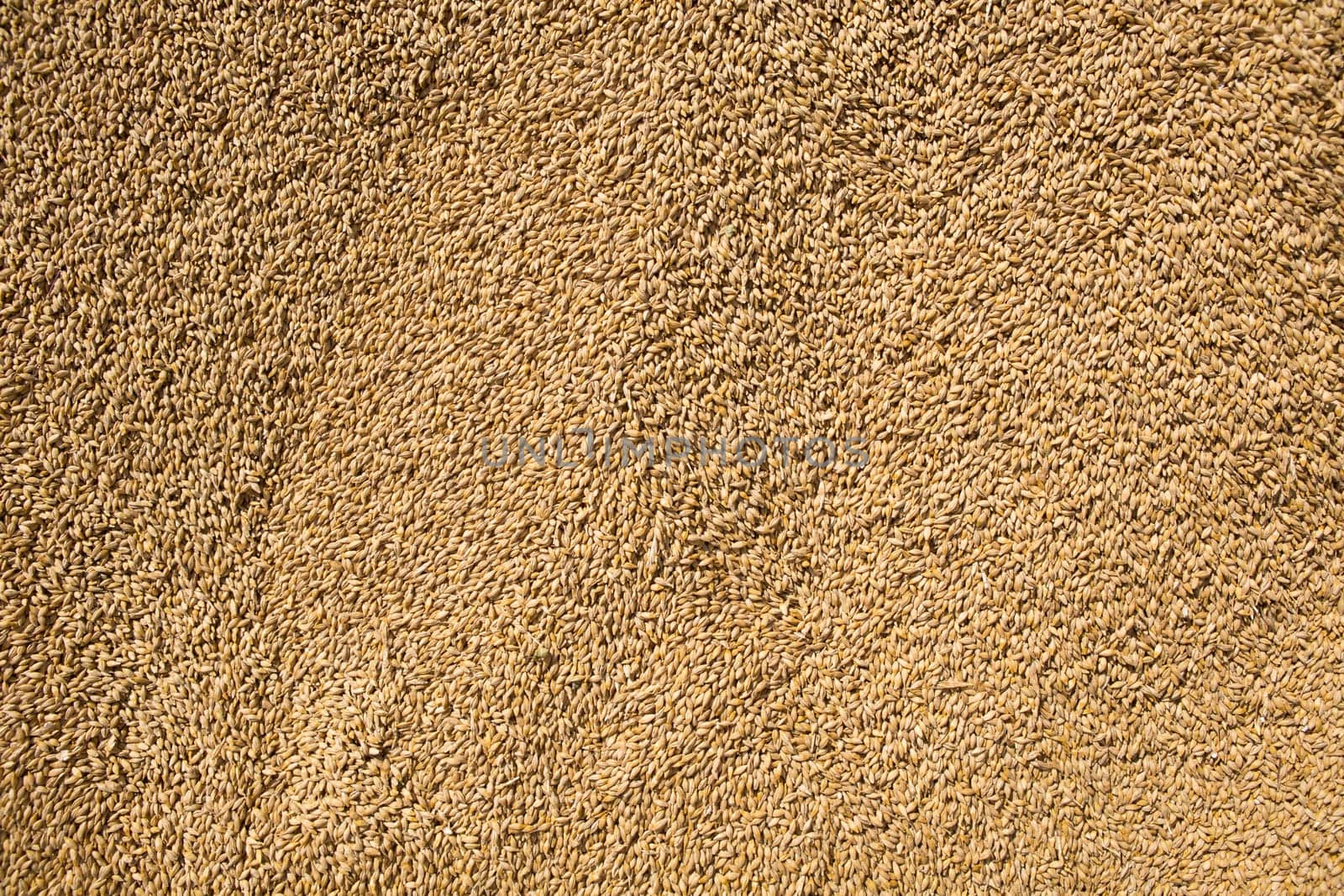 Wheat grains as agricultural background. Wheat grains texture.