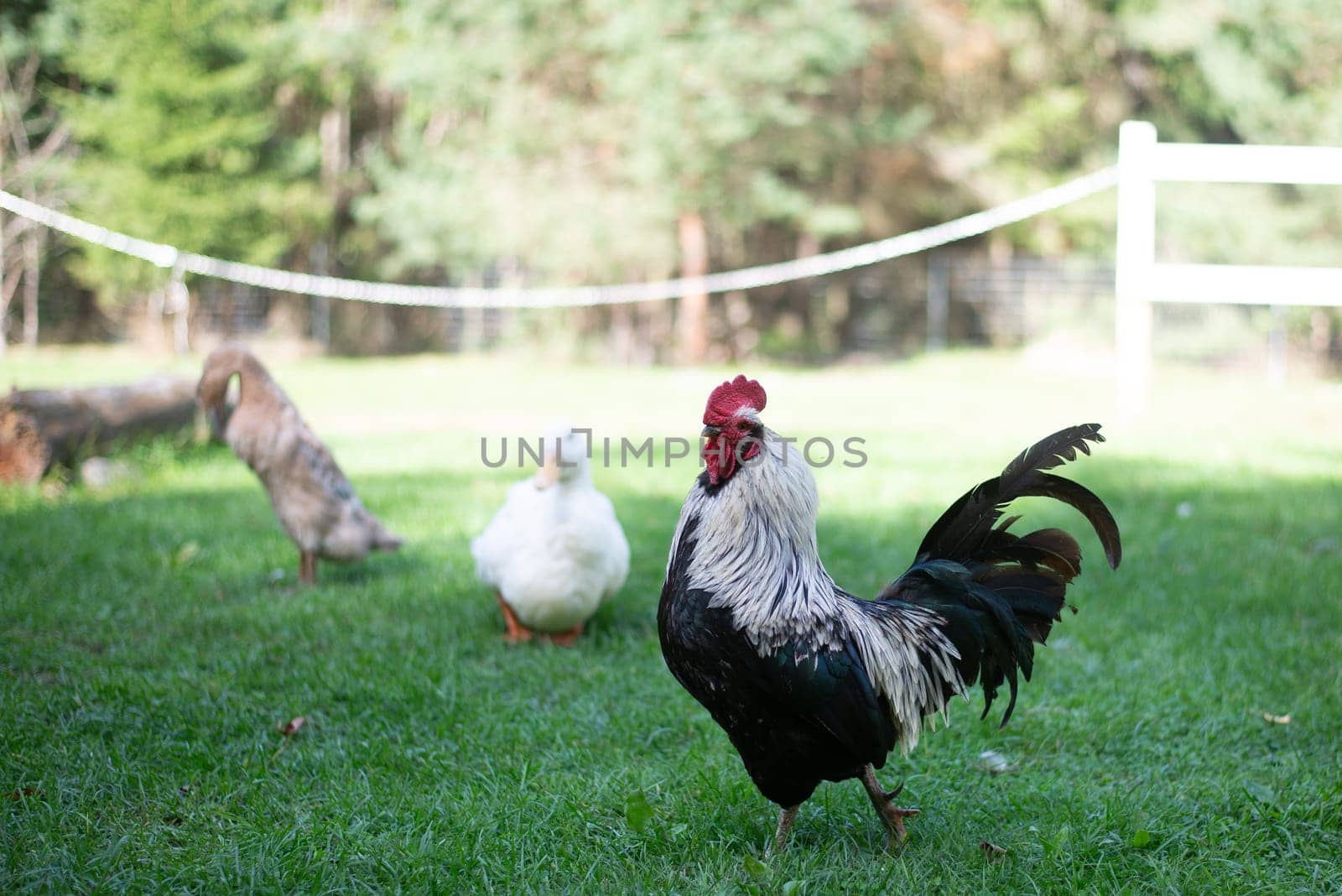 Rooster from a poultry farm. High quality photo